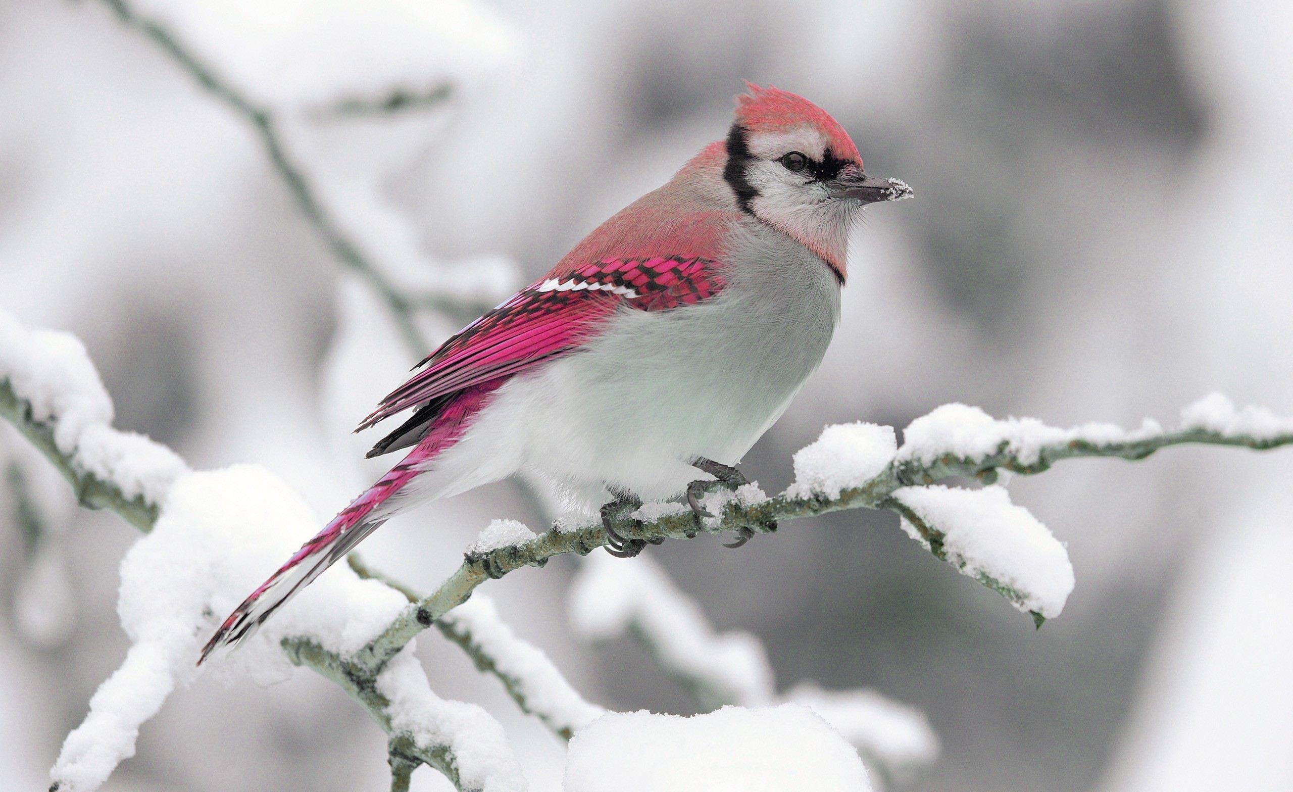 2560x1568 Free Winter Birds Desktop Wallpaper