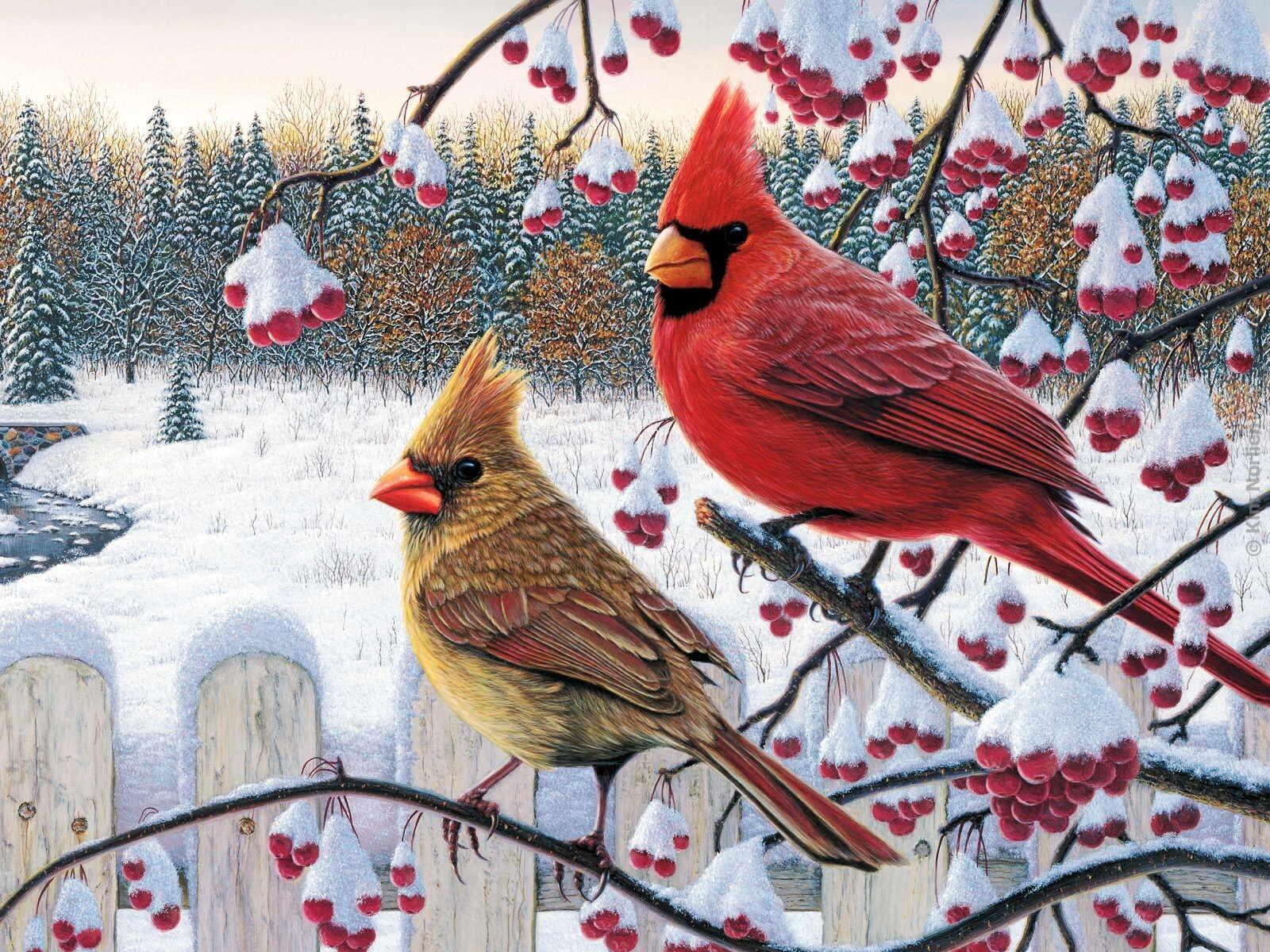1600x1200 Free Red Bird Winter Wallpaper
