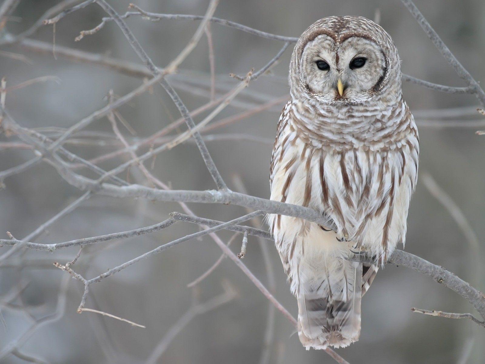 1600x1200 Owls Winter Wallpaper