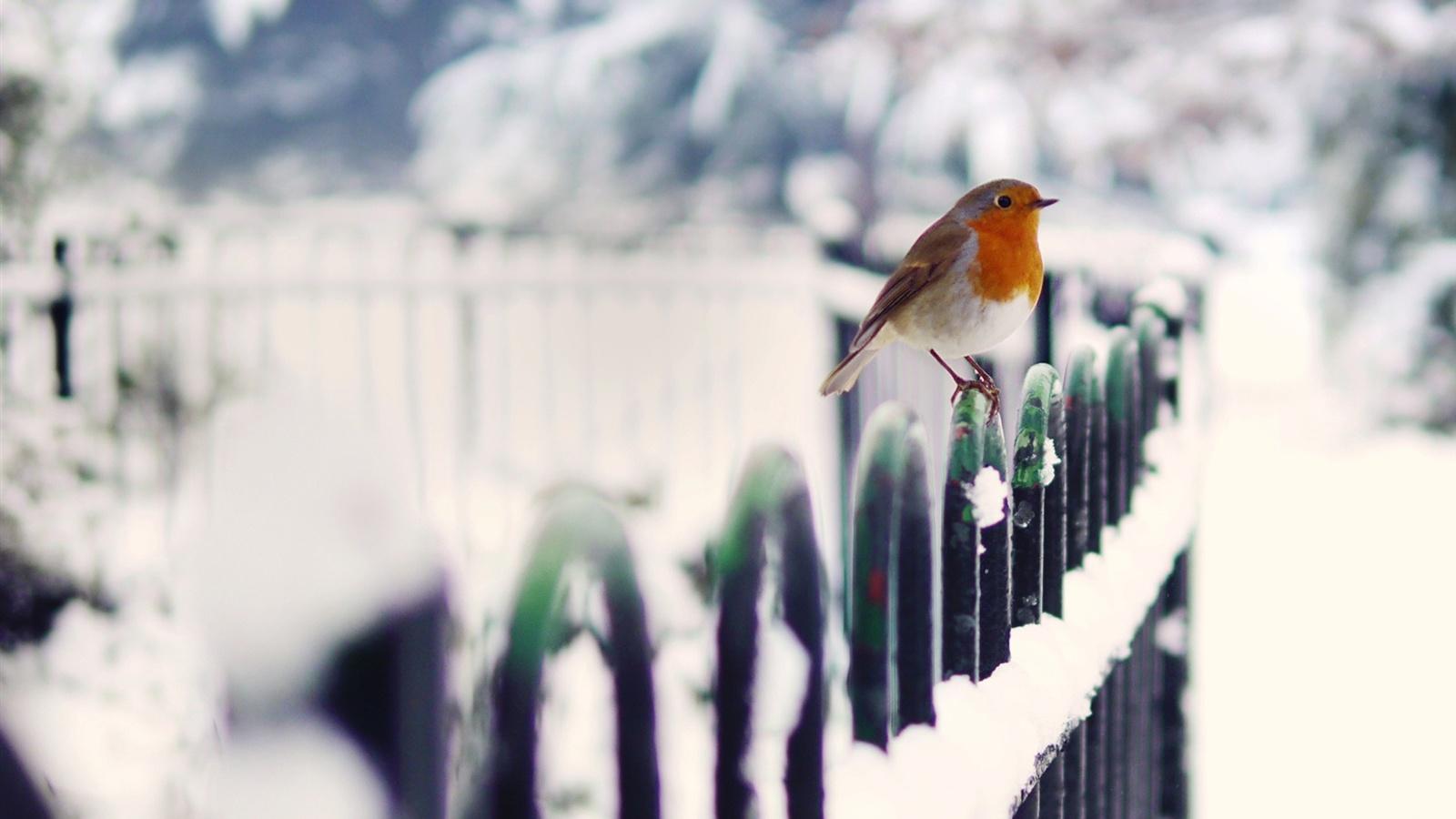 1600x900 Wallpaper Winter bird snow fence 1920x1200 HD Picture, Image