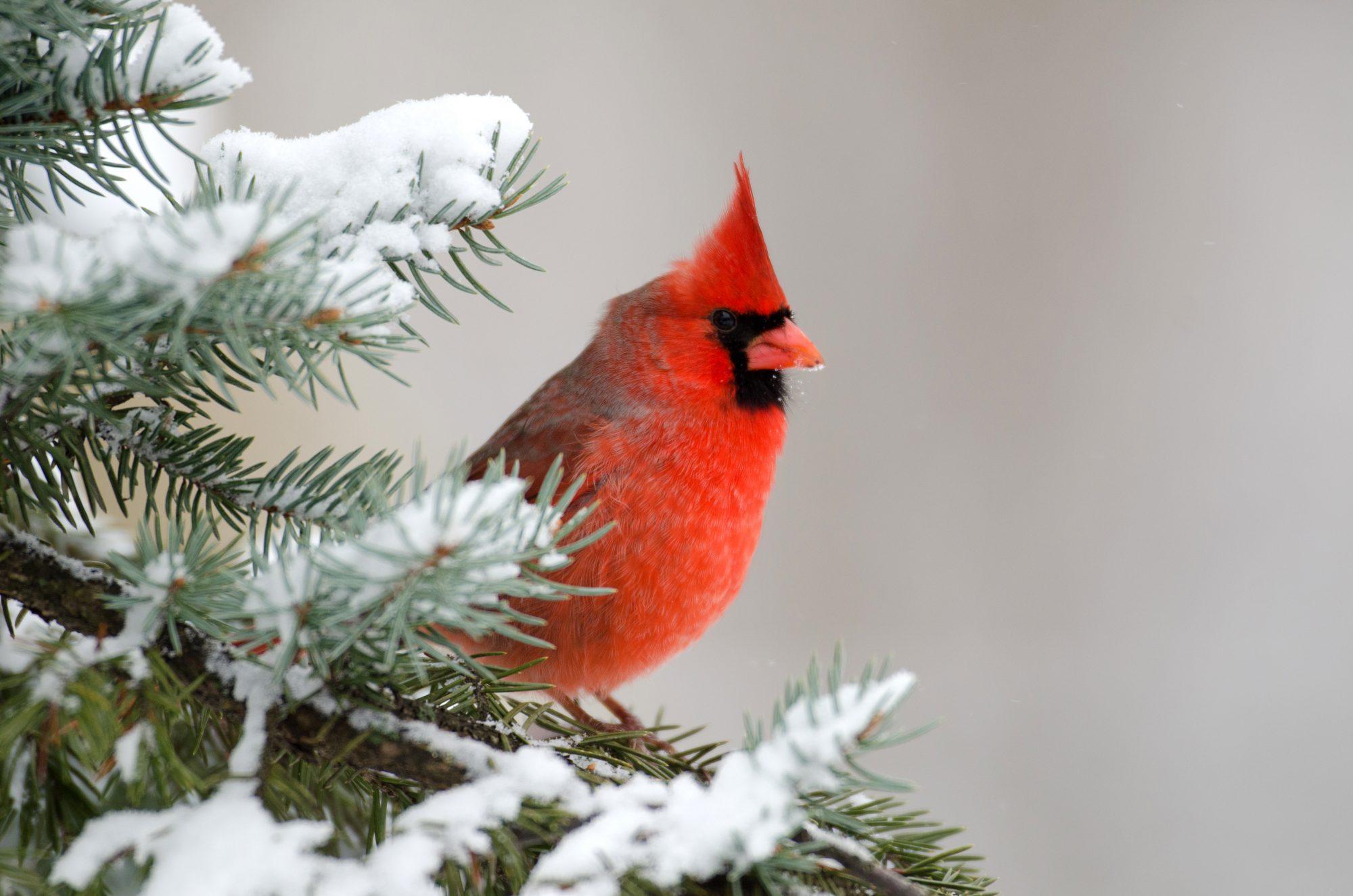 2000x1325 Why The Northern Cardinal is a Favorite Winter Bird