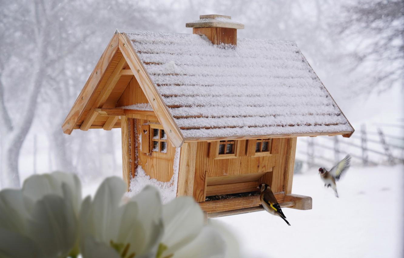 1332x850 Wallpaper winter, snow, flowers, birds, bird, wooden, birdhouse, house, white, seeds, goldfinch, feeder, goldfinches image for desktop, section животные