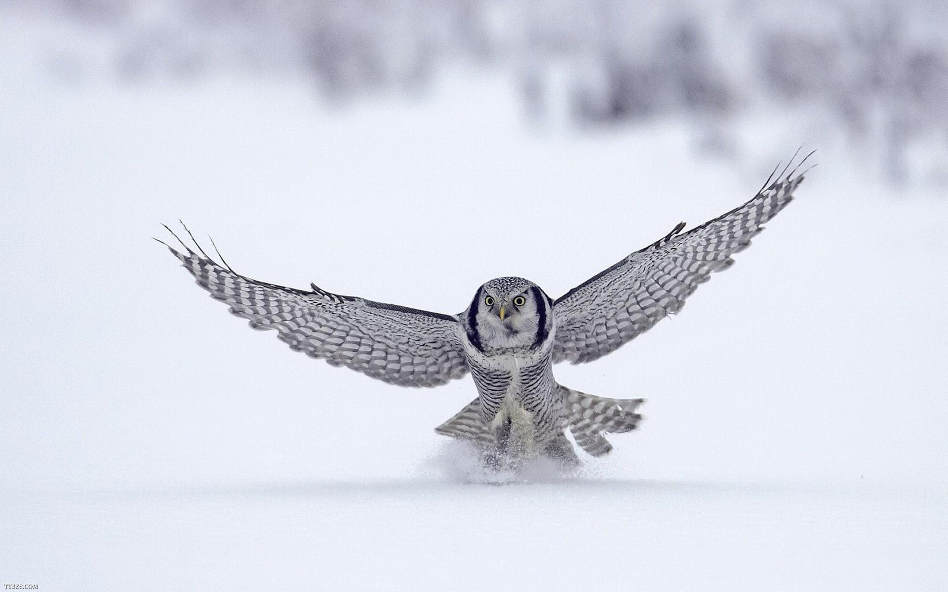 1920x1200 Animal Winter Desktop