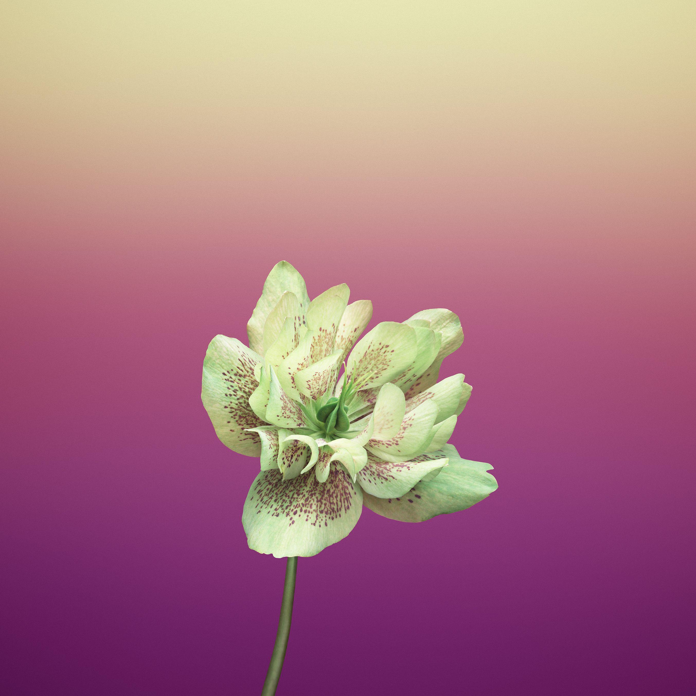 2706x2706 iPhone wallpaper flower Gallery