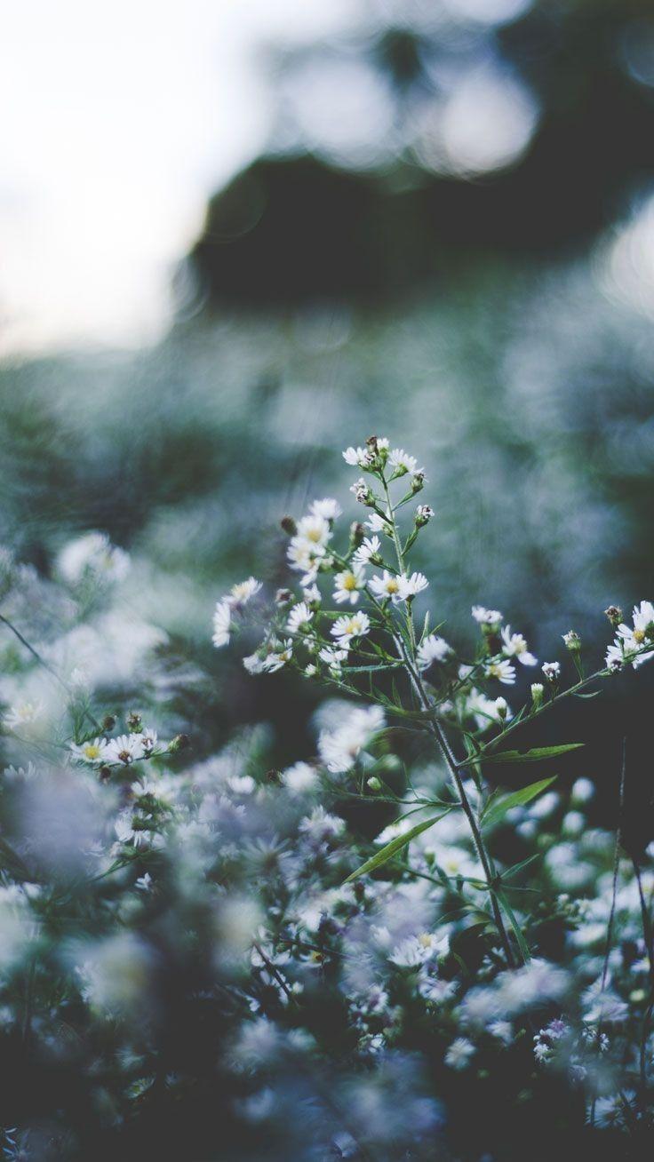 736x1308 Fresh Spring Leak Flowers Frame Hdr Wallpaper