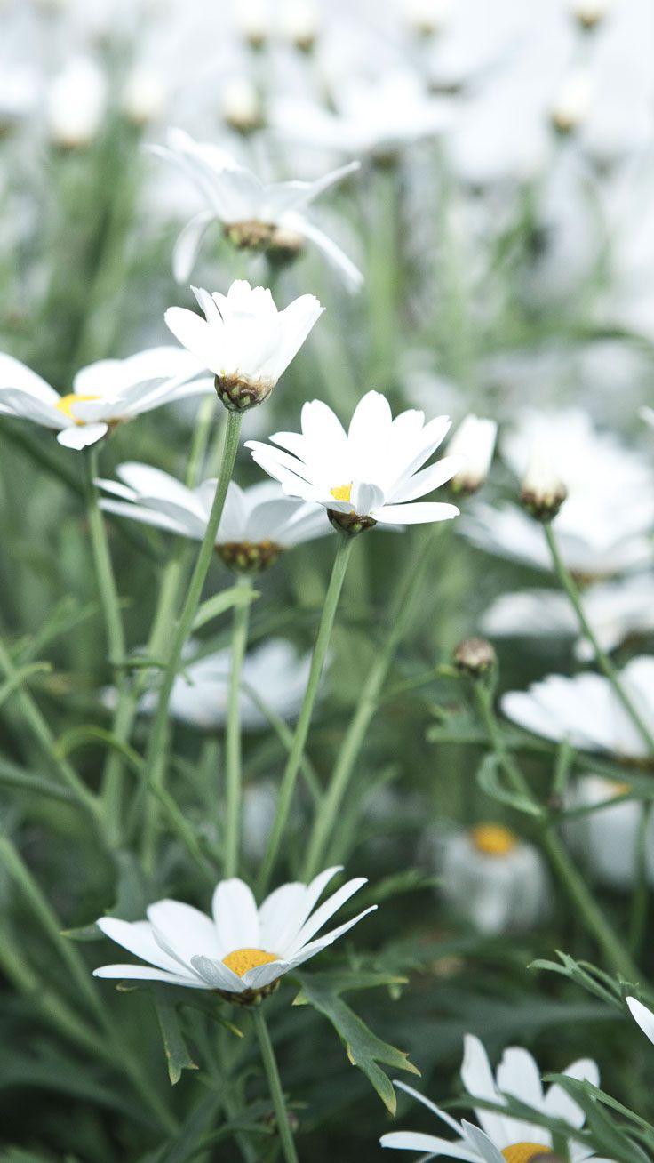 736x1308 Flowers Photo Wallpaper Group Picture