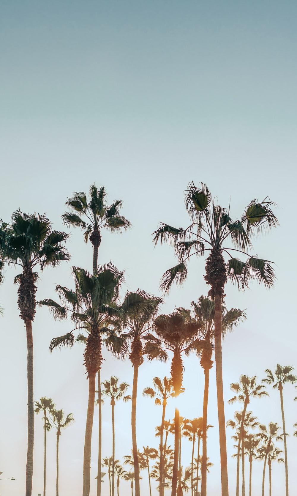 1000x1669 Beautiful Venice Beach Picture. Download Free Image