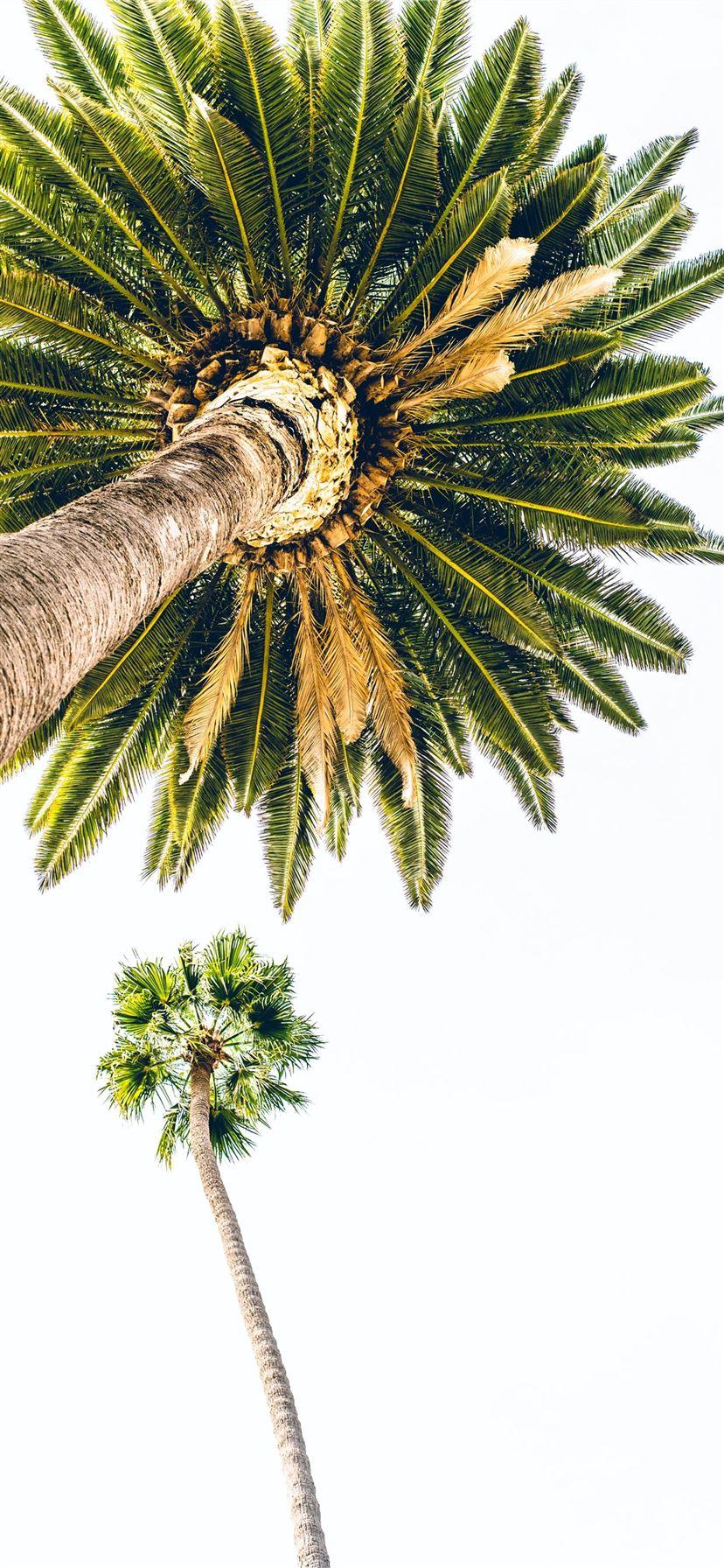 828x1792 Best Venice beach iPhone 11 HD Wallpaper