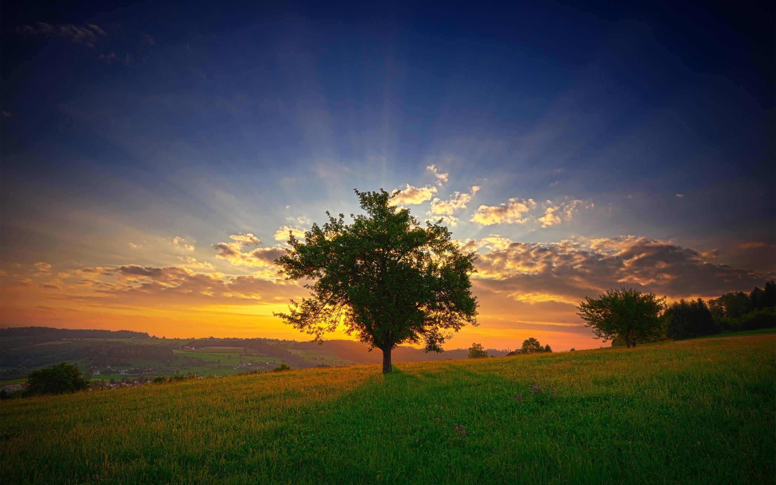 Tree Landscape Wallpapers - Top Free Tree Landscape Backgrounds ...