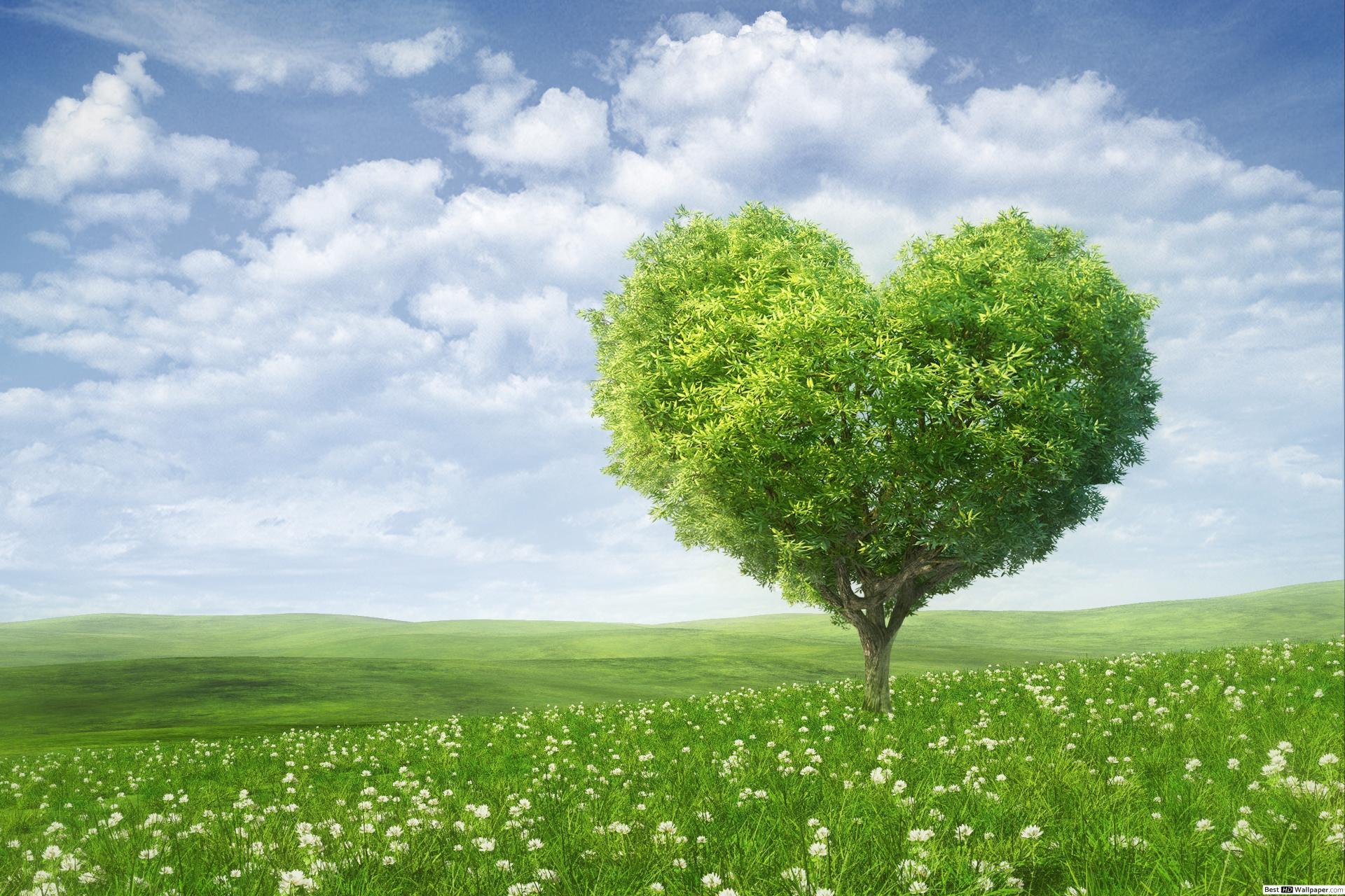 1920x1280 Valentine's day heart tree landscape HD wallpaper download