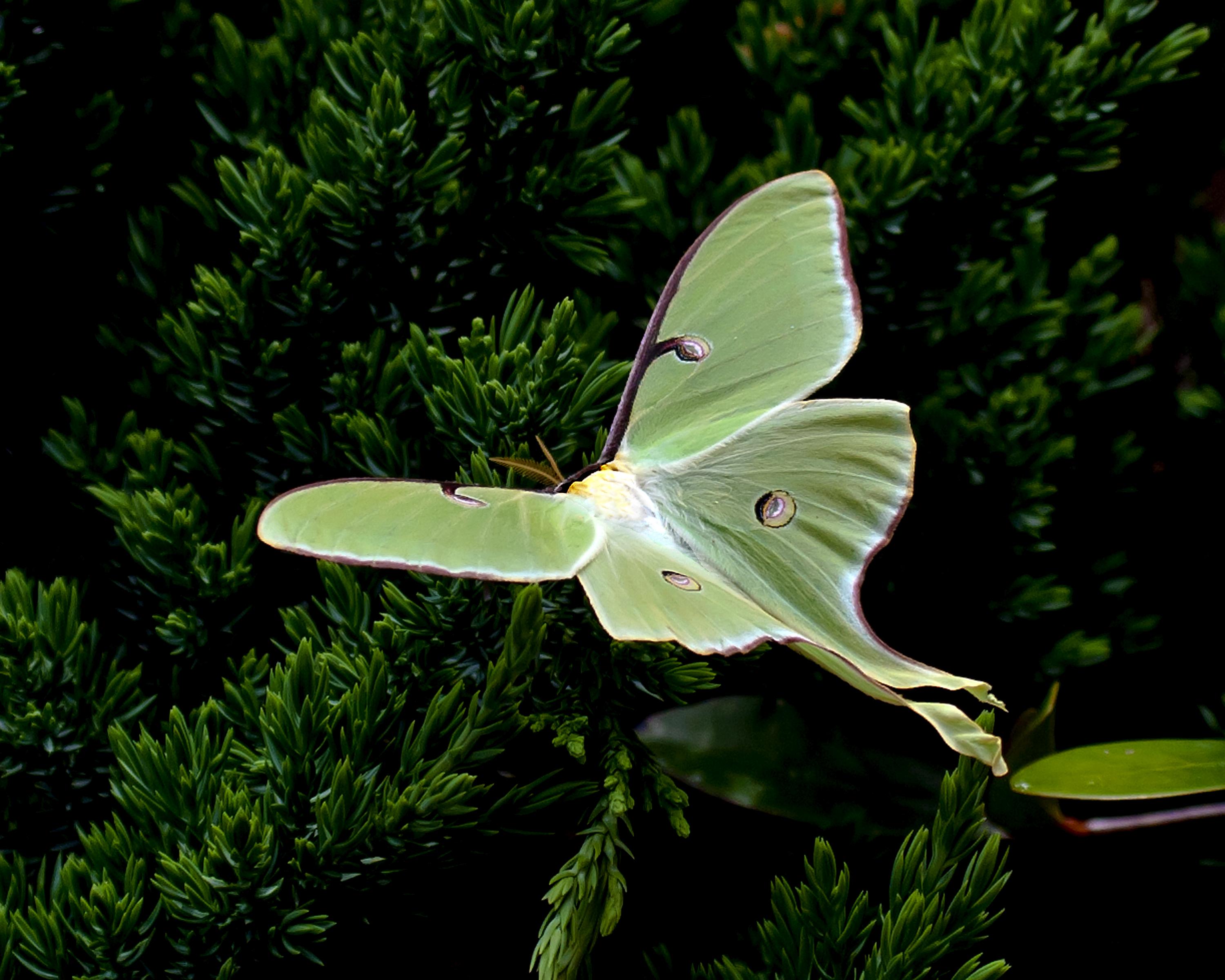 Jordan Vittitow  Luna Moth