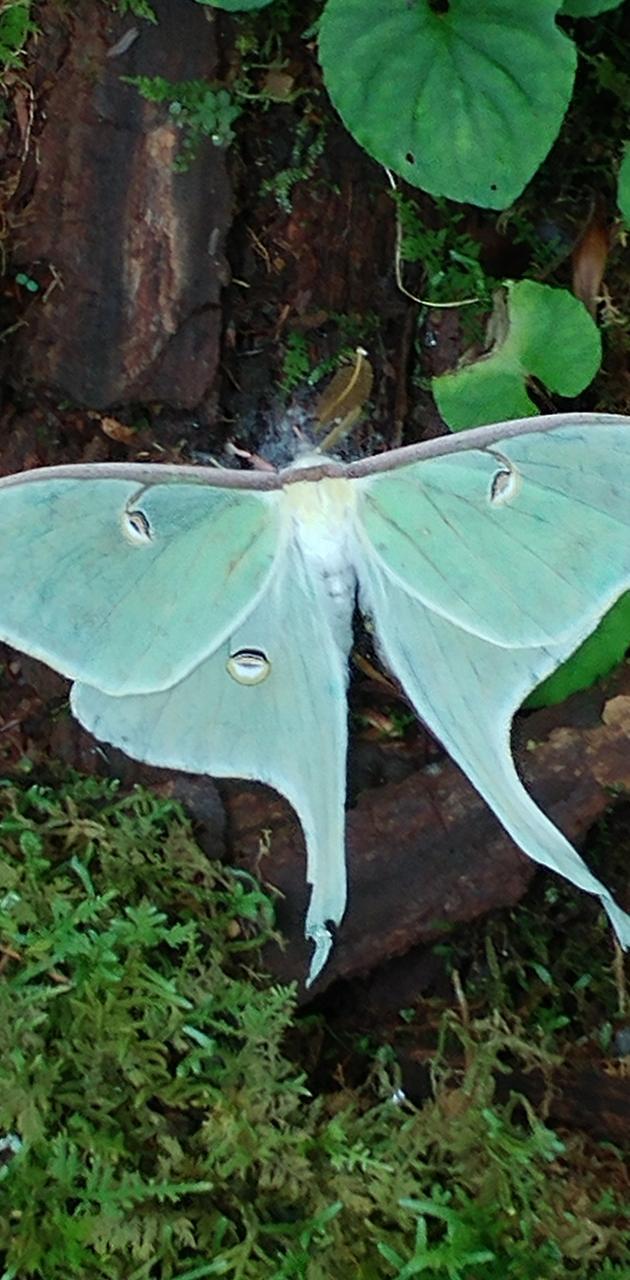 630x1280 Luna moth wallpaper