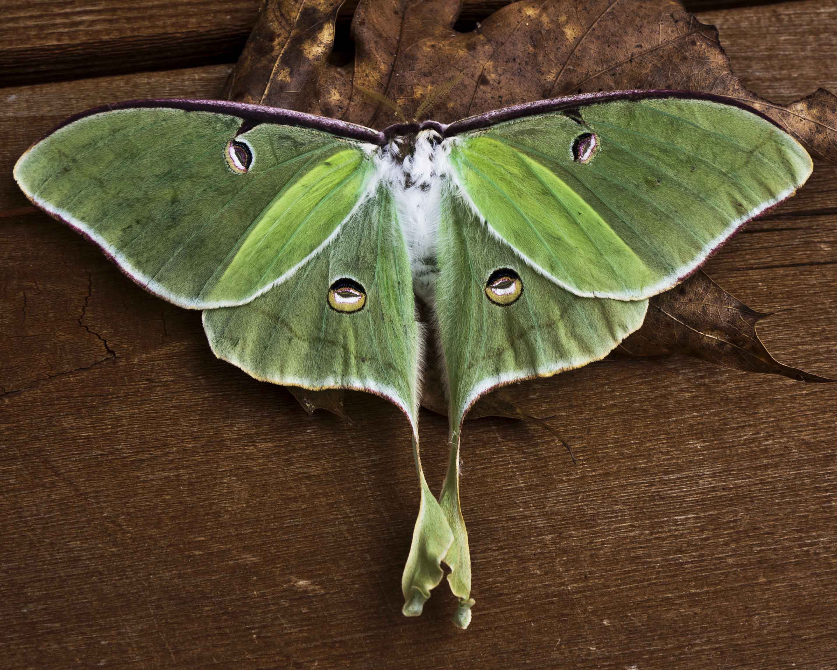 2873x2299 Luna Moth wallpaper, Animal, HQ Luna Moth pictureK Wallpaper 2019