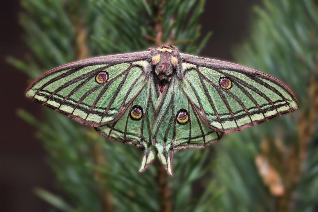 Moon Moth Images  Browse 6879 Stock Photos Vectors and Video  Adobe  Stock