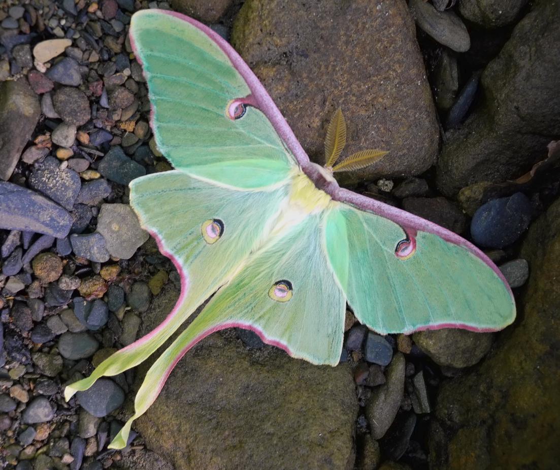 1103x925 Most viewed Luna Moth wallpaperK Wallpaper