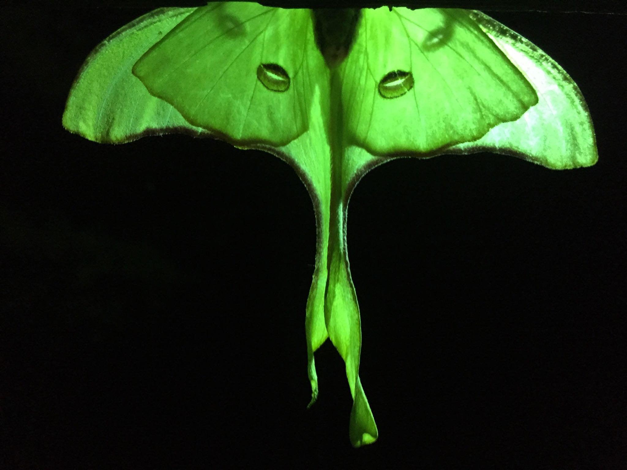 Luna Moth Transparent HD Png Download  Transparent Png Image  PNGitem