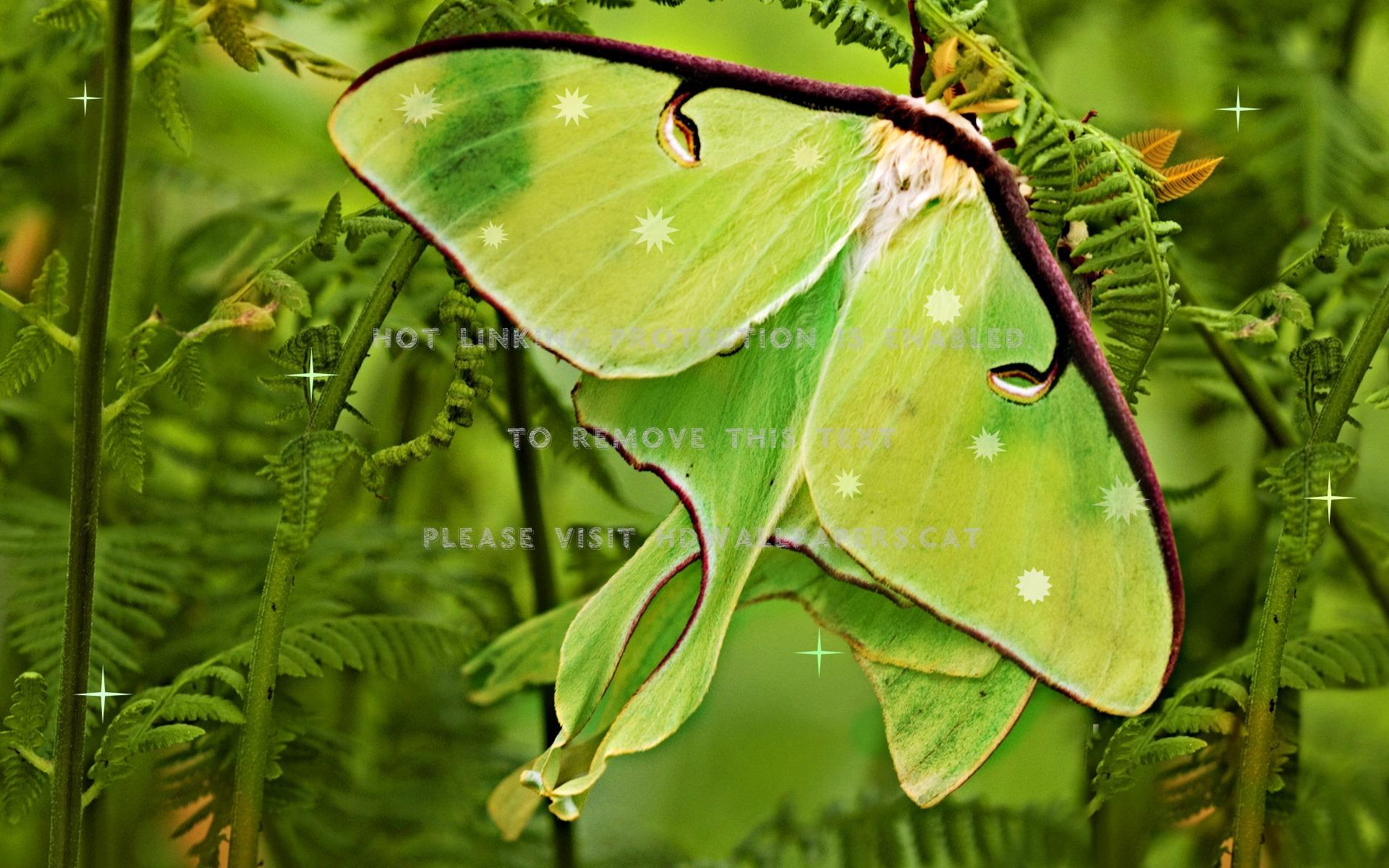 1920x1200 luna moth in the ferns greens animals wings