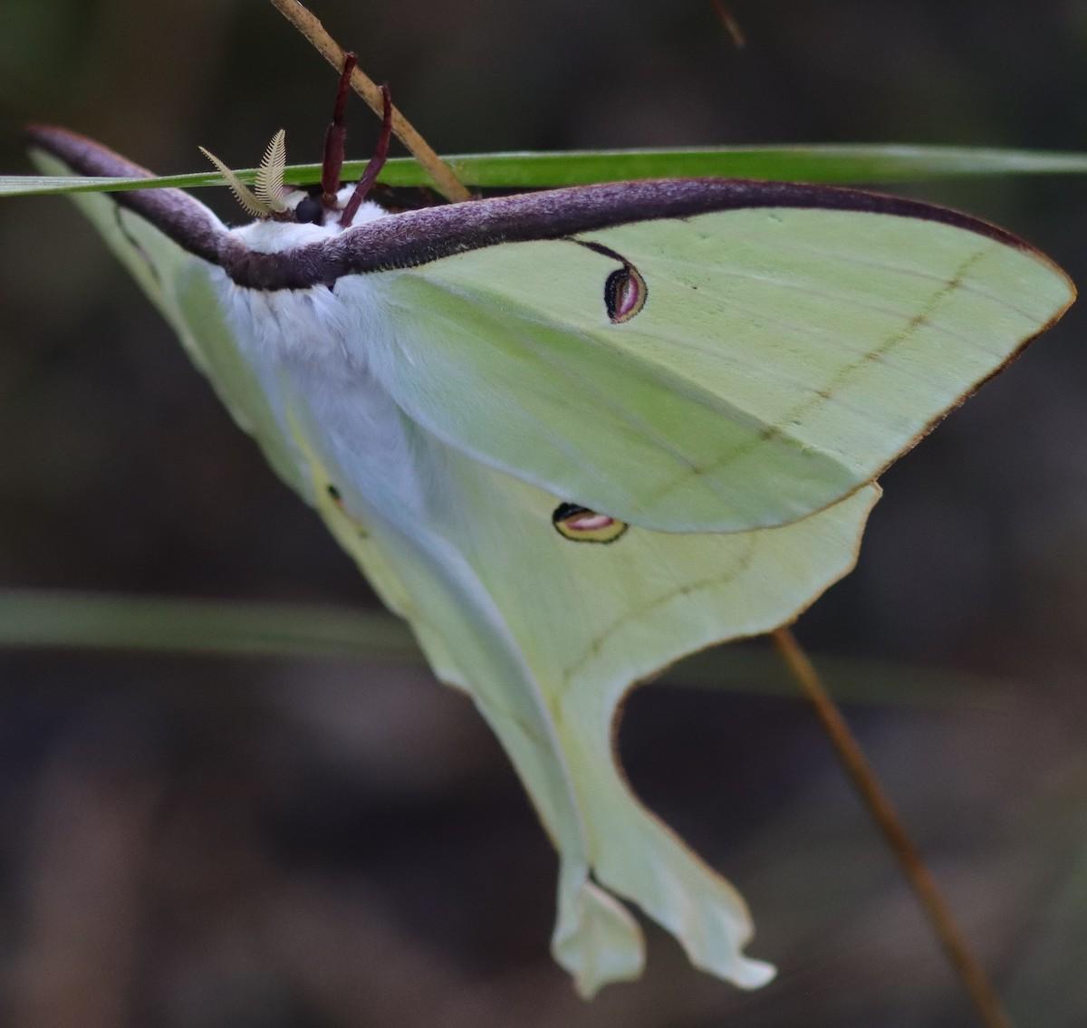 1200x1135 Beautiful Luna Moth At Fenney Nature Trail