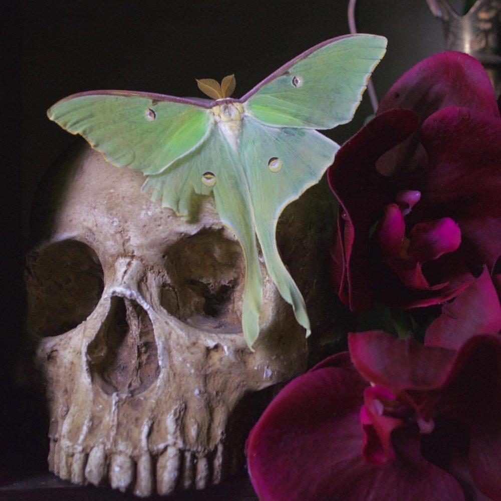 1000x1000 American Luna Moth luna