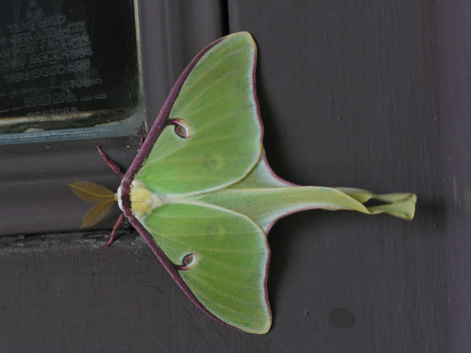 Luna Moth Wallpapers Top Free Luna Moth Backgrounds WallpaperAccess 6849117