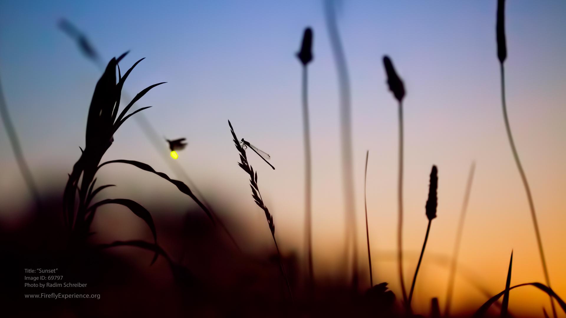 Lightning Bug Wallpapers - Top Free Lightning Bug Backgrounds