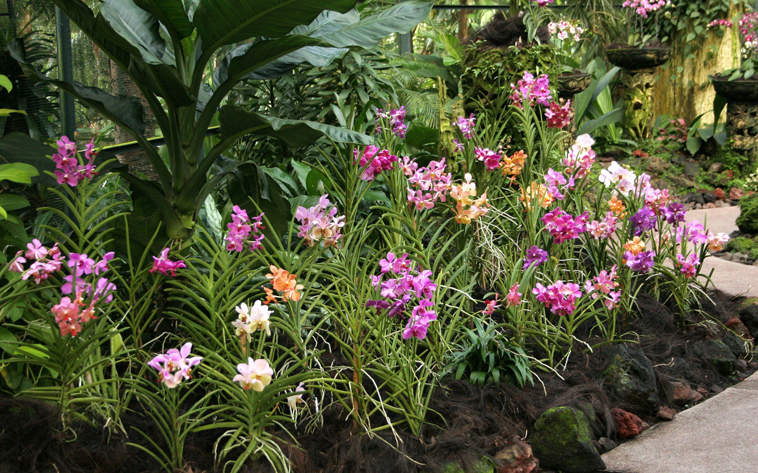 Orchid Garden