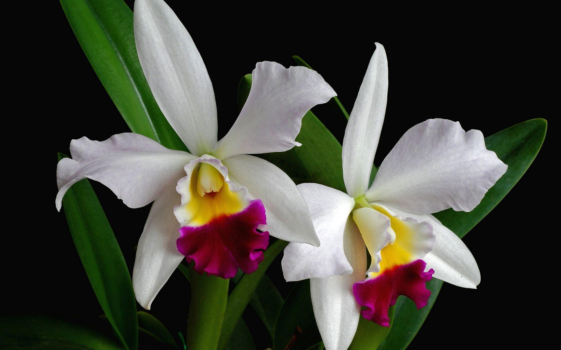 1920x1200 White orchids wallpaper. Orchid flower, Cattleya orchid, Beautiful flowers