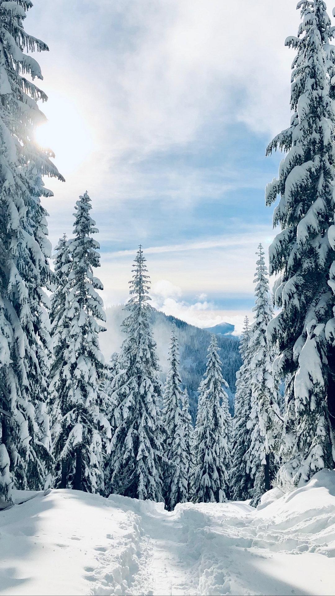 1080x1920 Forest Winter Snow Wallpaper - [1080x1920]