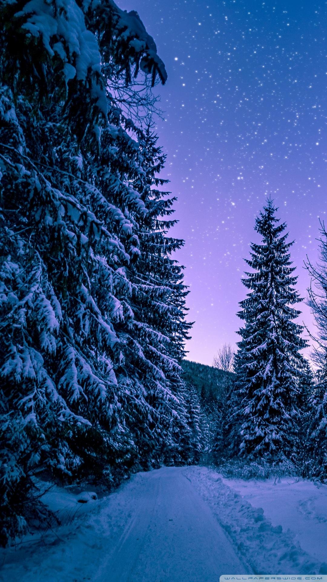 1080x1920 Fir Tree Forest, Snow, Winter, Night Ultra HD Desktop Background Wallpaper for 4K UHD TV : Widescreen & UltraWide Desktop & Laptop : Tablet