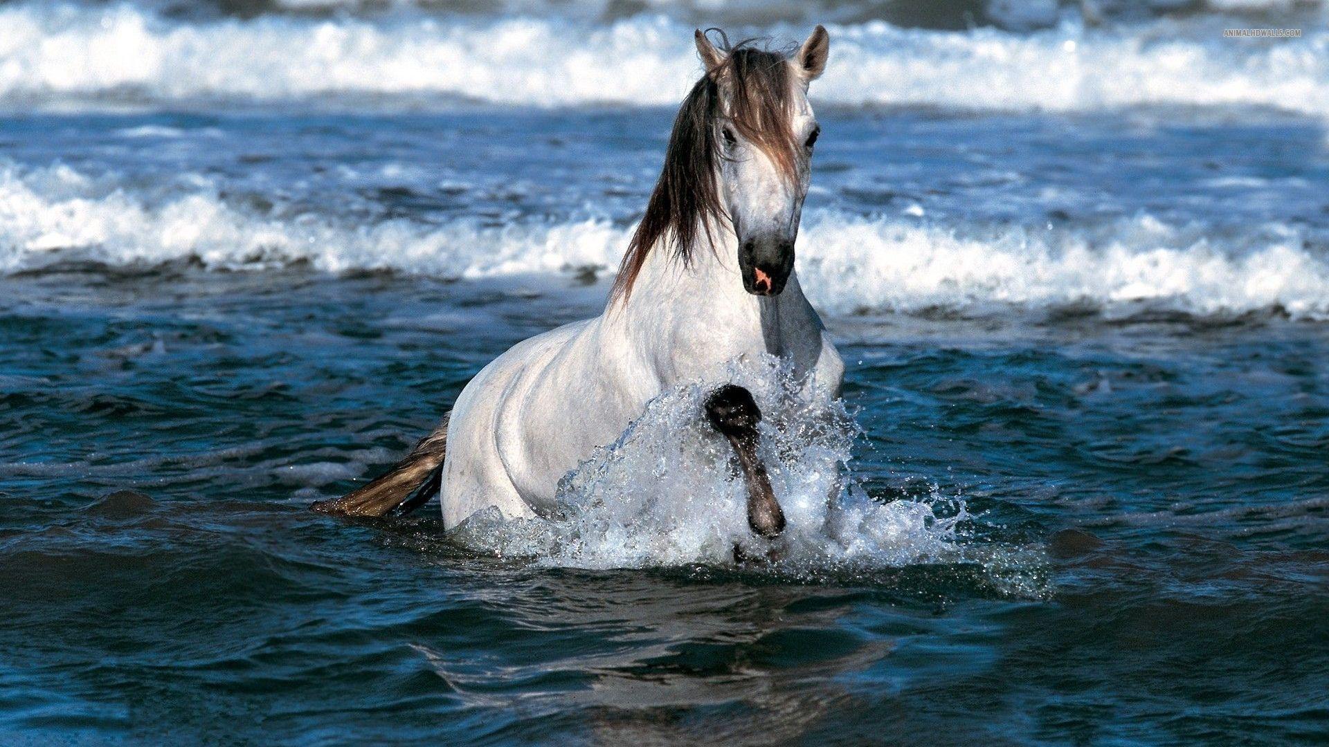 1920x1080 Horse In The Water