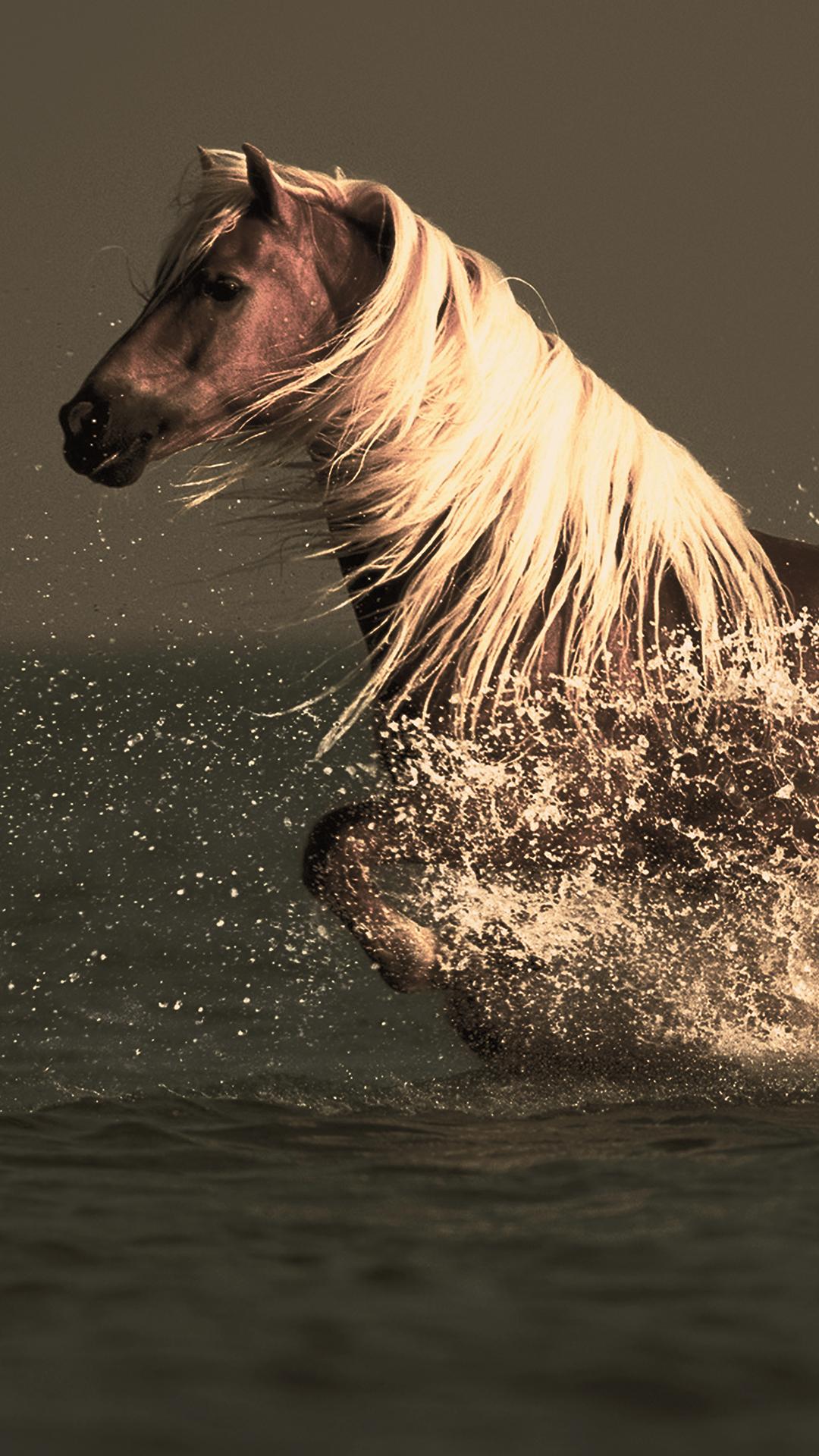1080x1920 Free HD Water Horse Phone Wallpaper.4287