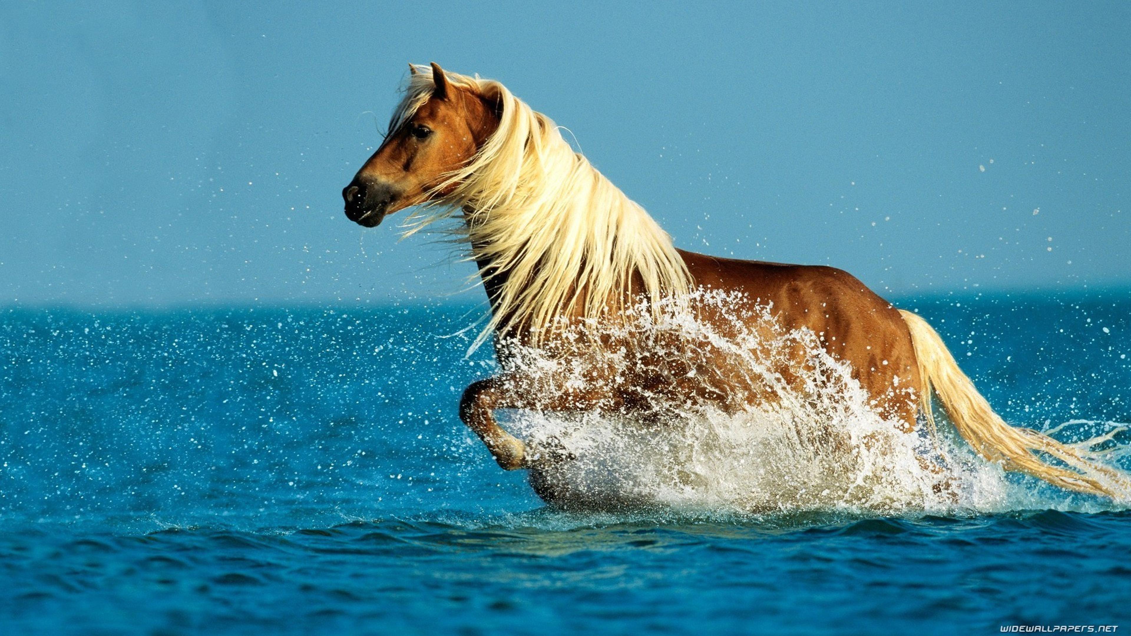 3840x2160 Wonderful horse run in the ocean water