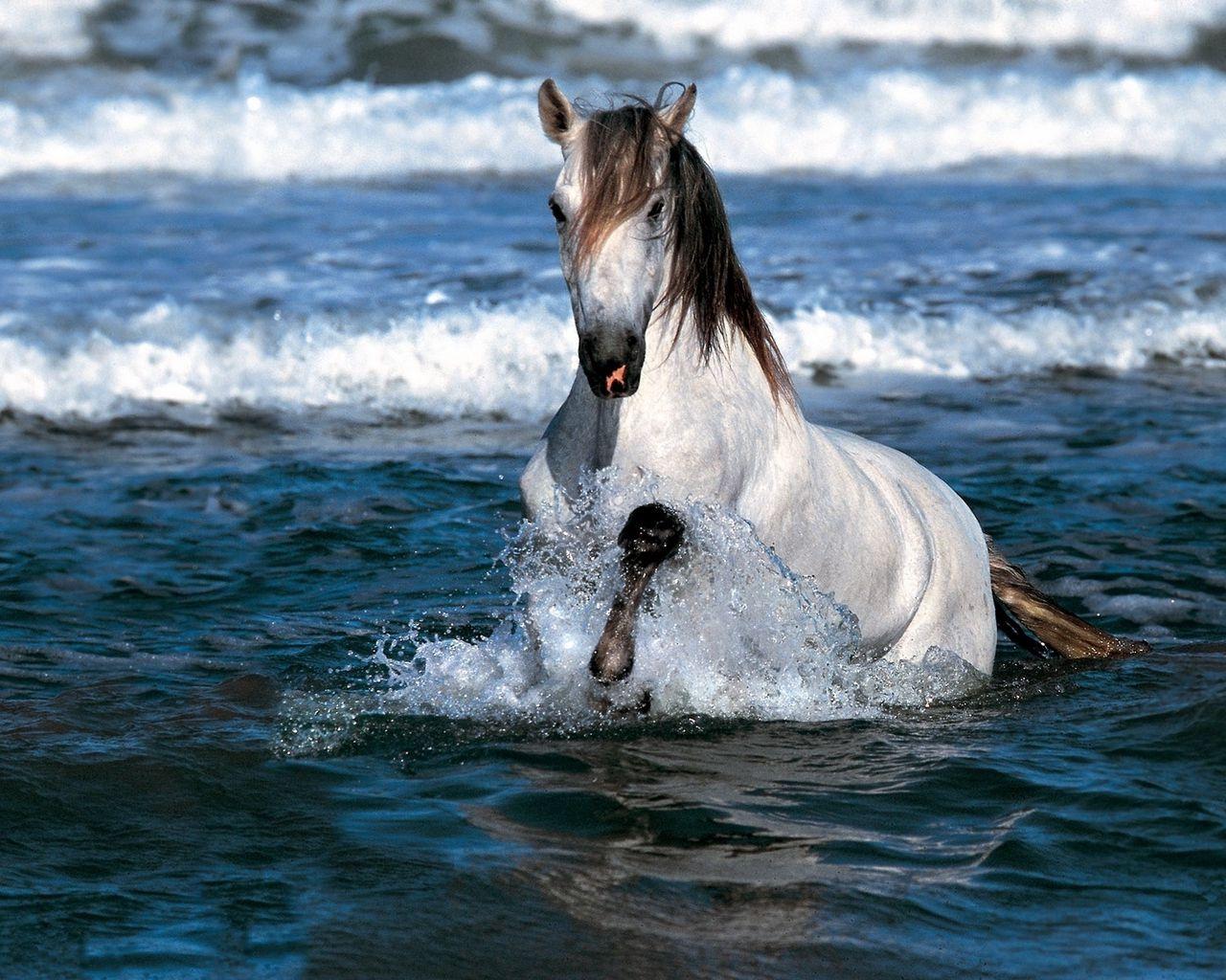 1280x1024 Download wallpaper 1280x1024 horse, jump, water, sea standard 5:4 HD background
