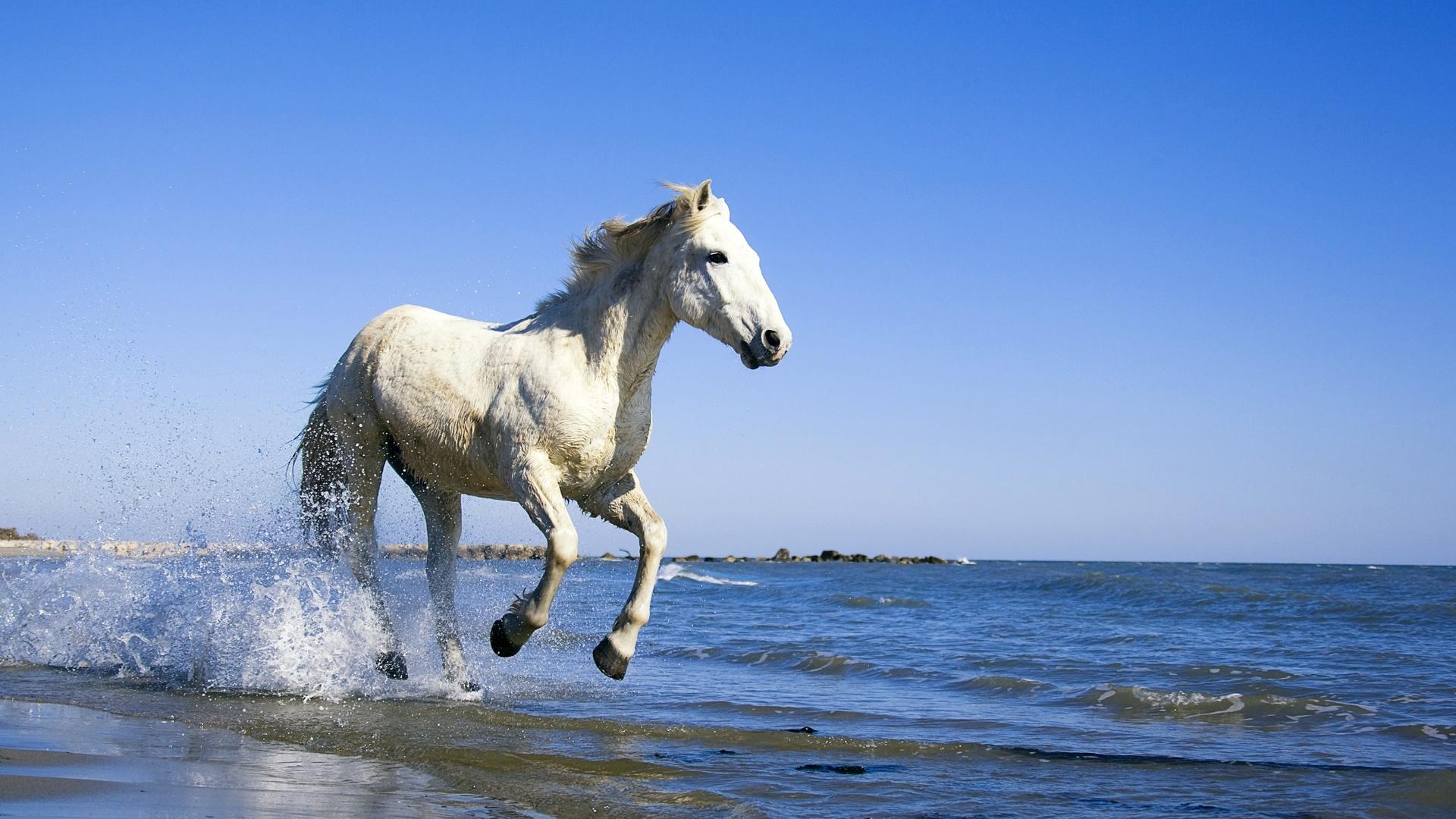 1920x1080 White Horse Running In Water Wallpaper