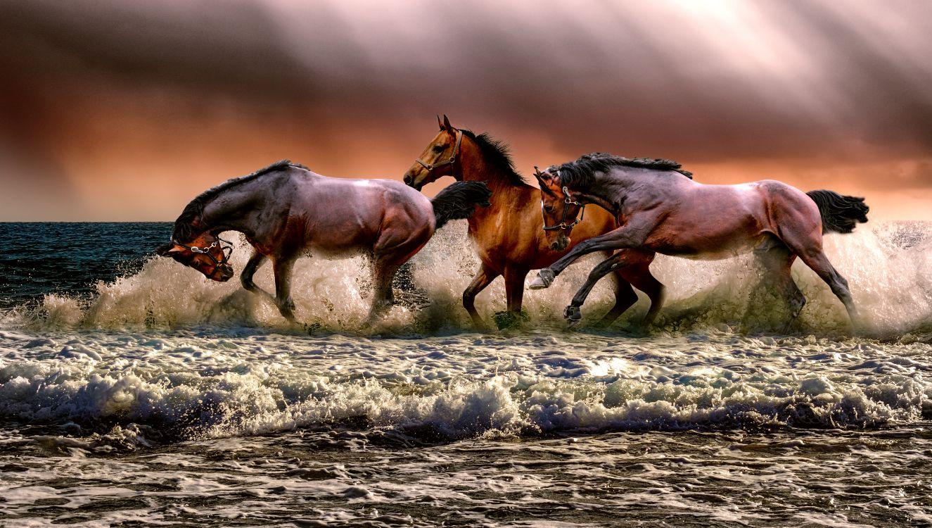 1325x750 Wallpaper Horse, White Horse, Wild Horse, Water, Liver, Background Free Image