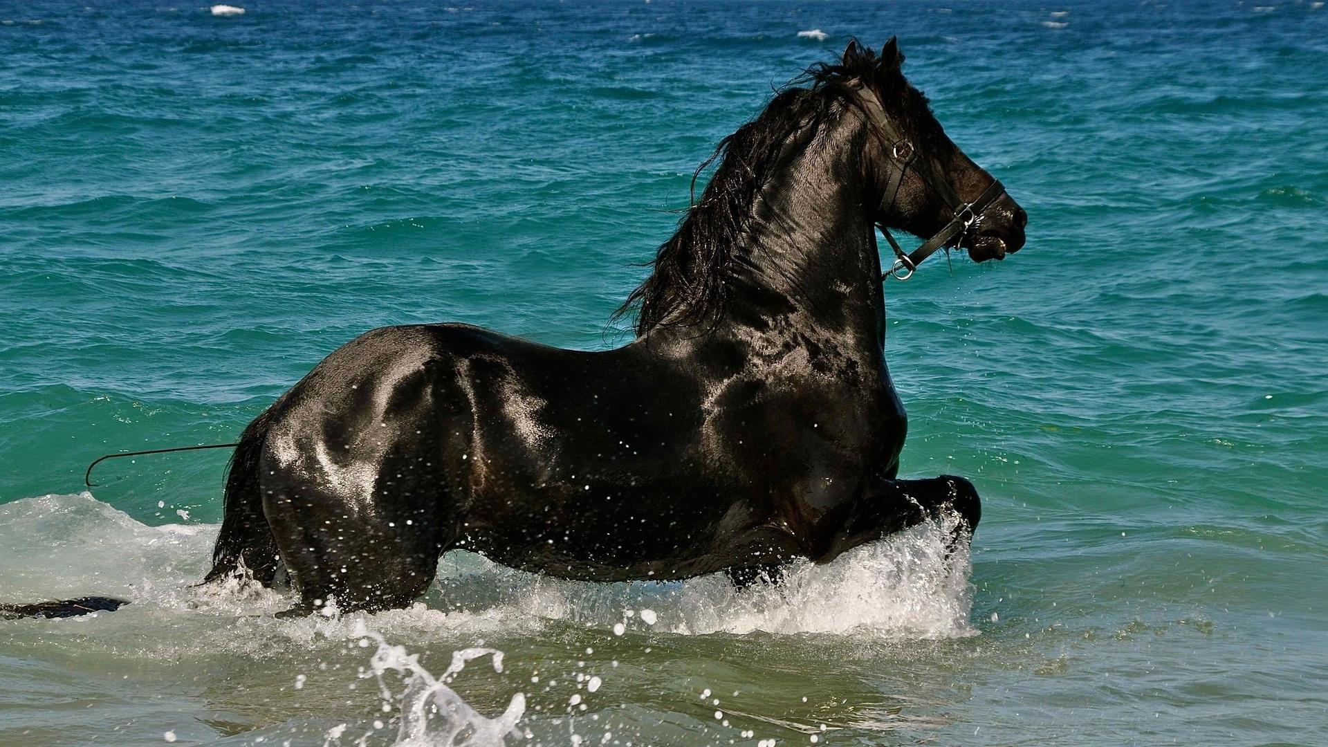 1920x1080 Black Horse On Sea Water HD Horse Wallpaper