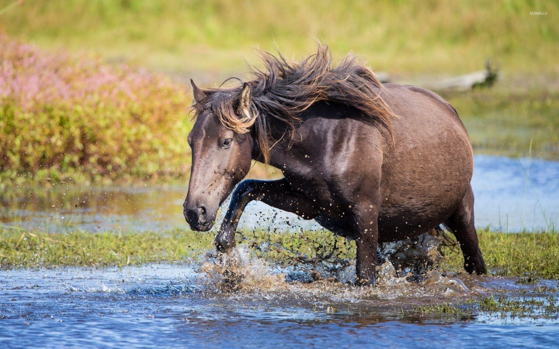 1920x1200 Horse trying to cross the water wallpaper wallpaper