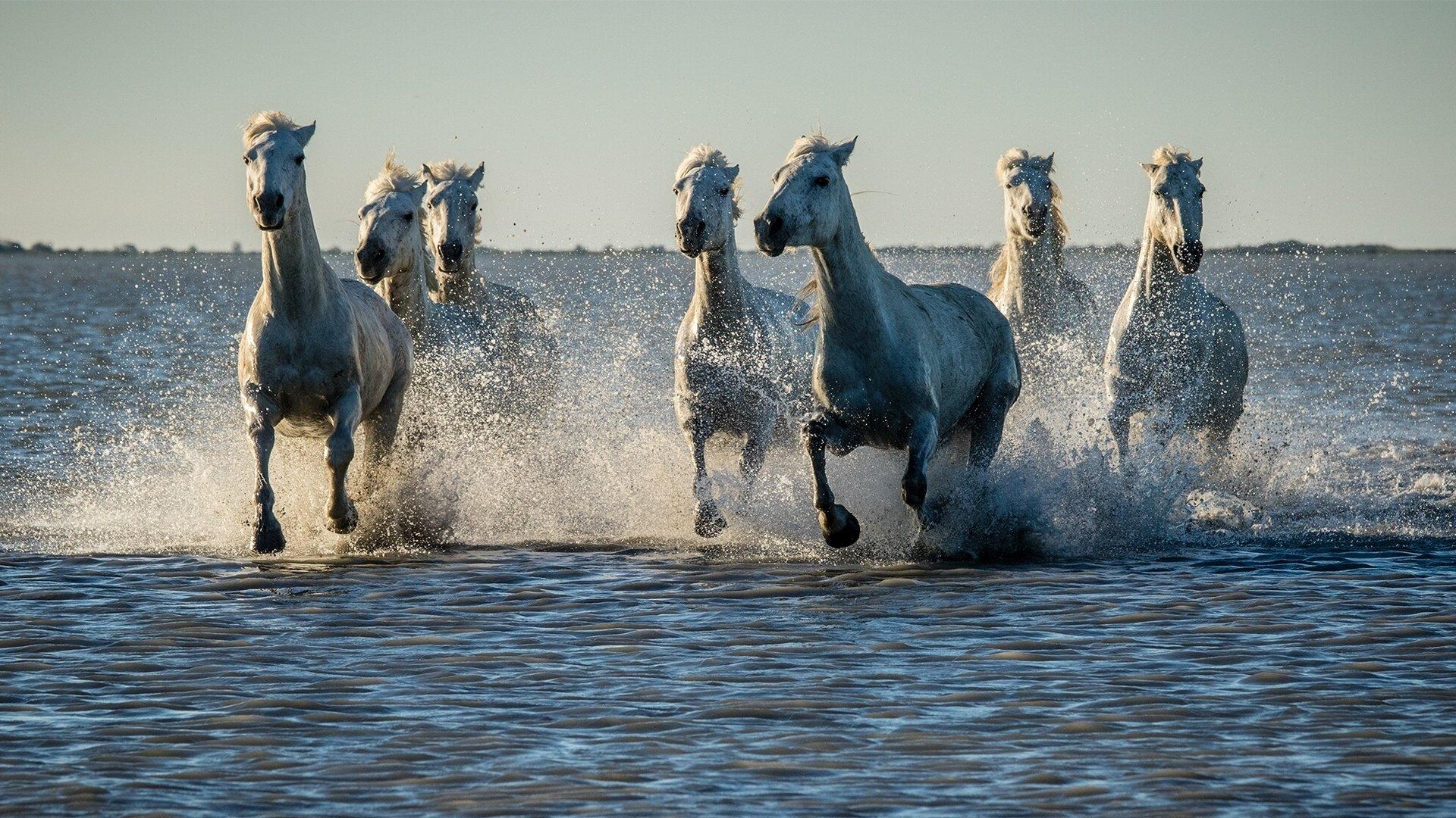 1920x1080 Horses In Water