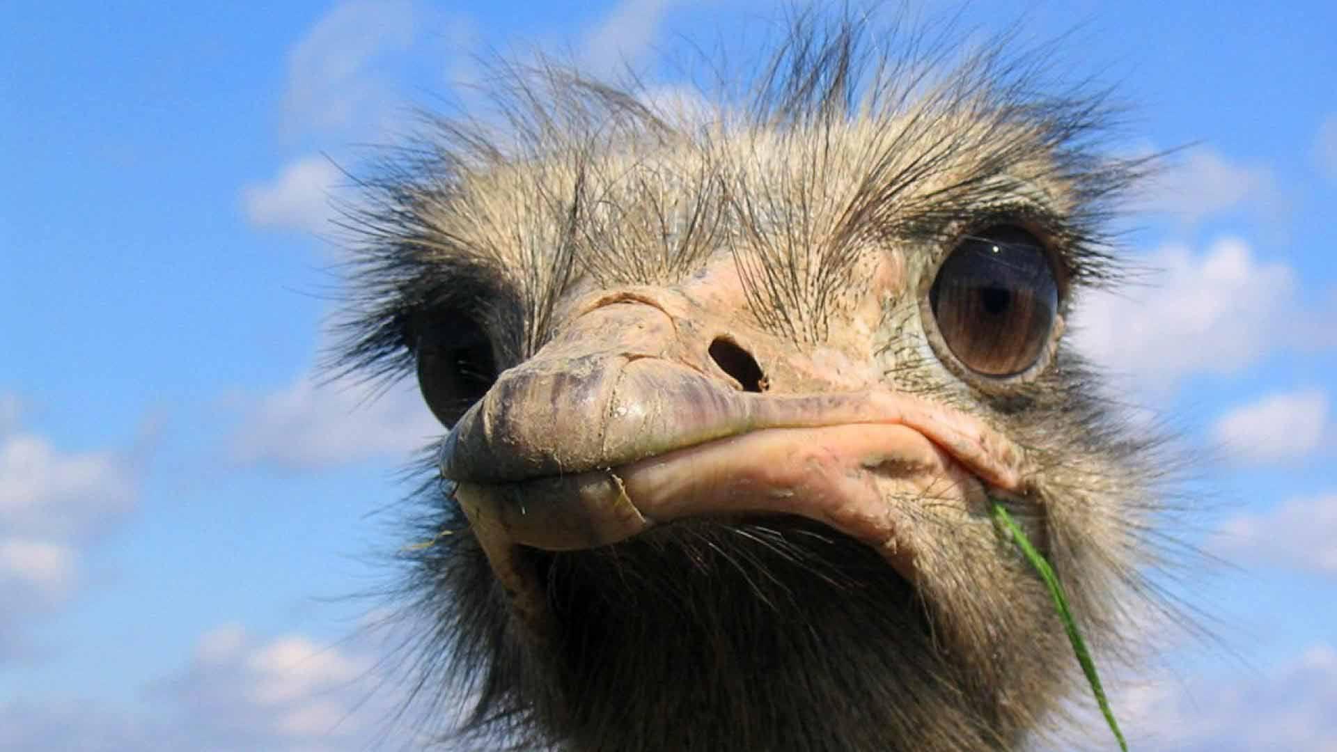 Wallpaper bird Ostriches blurred background Head Closeup 640x960