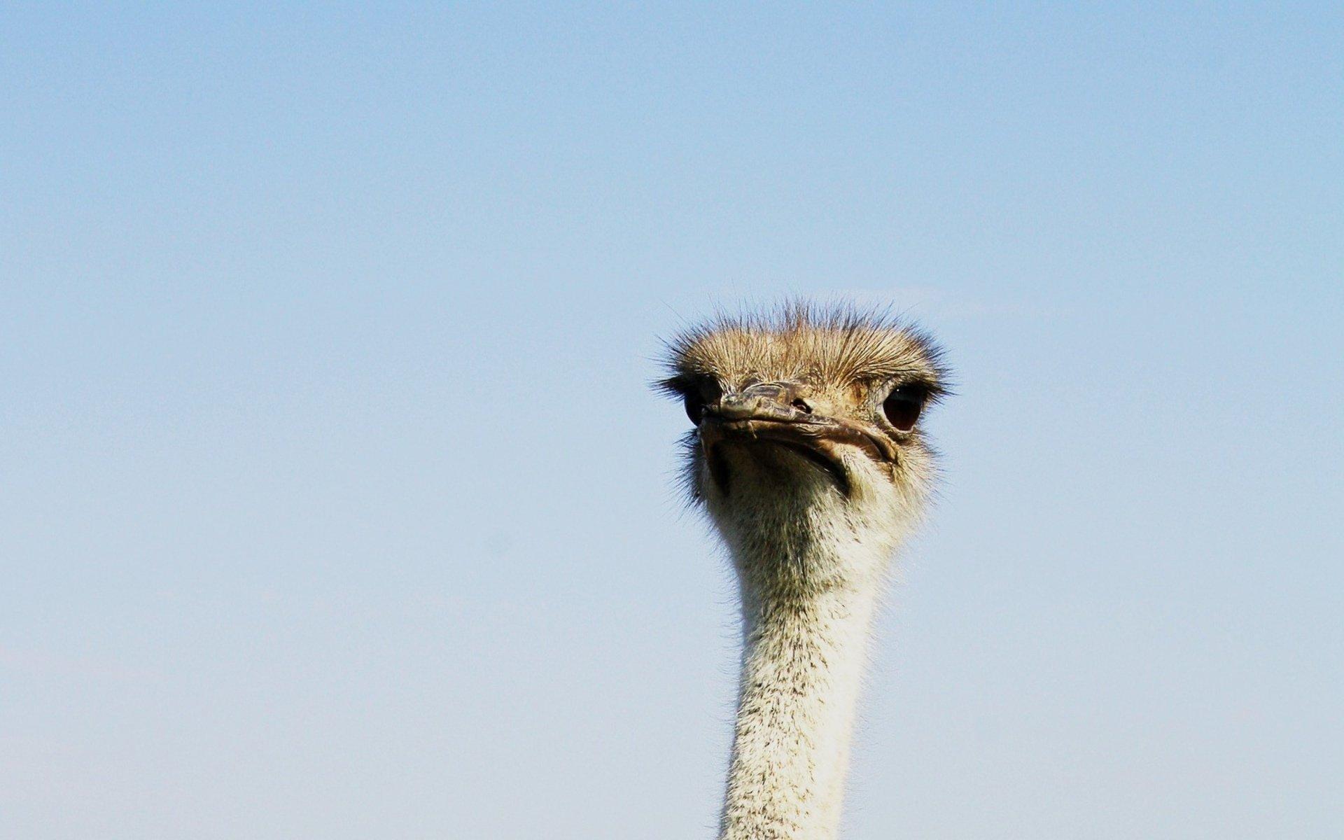 1920x1200 Ostrich wallpaper HD for desktop background