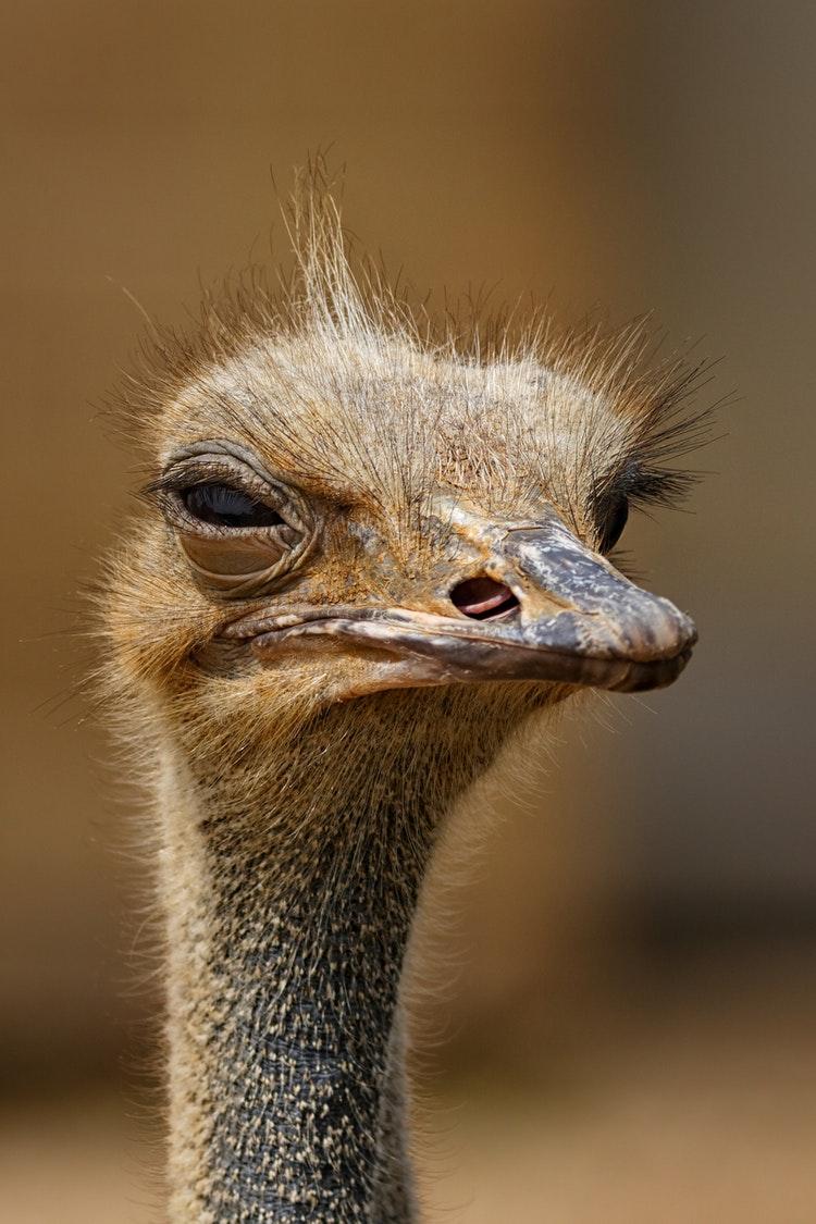 750x1125 Best Ostrich Wallpaper Free Download