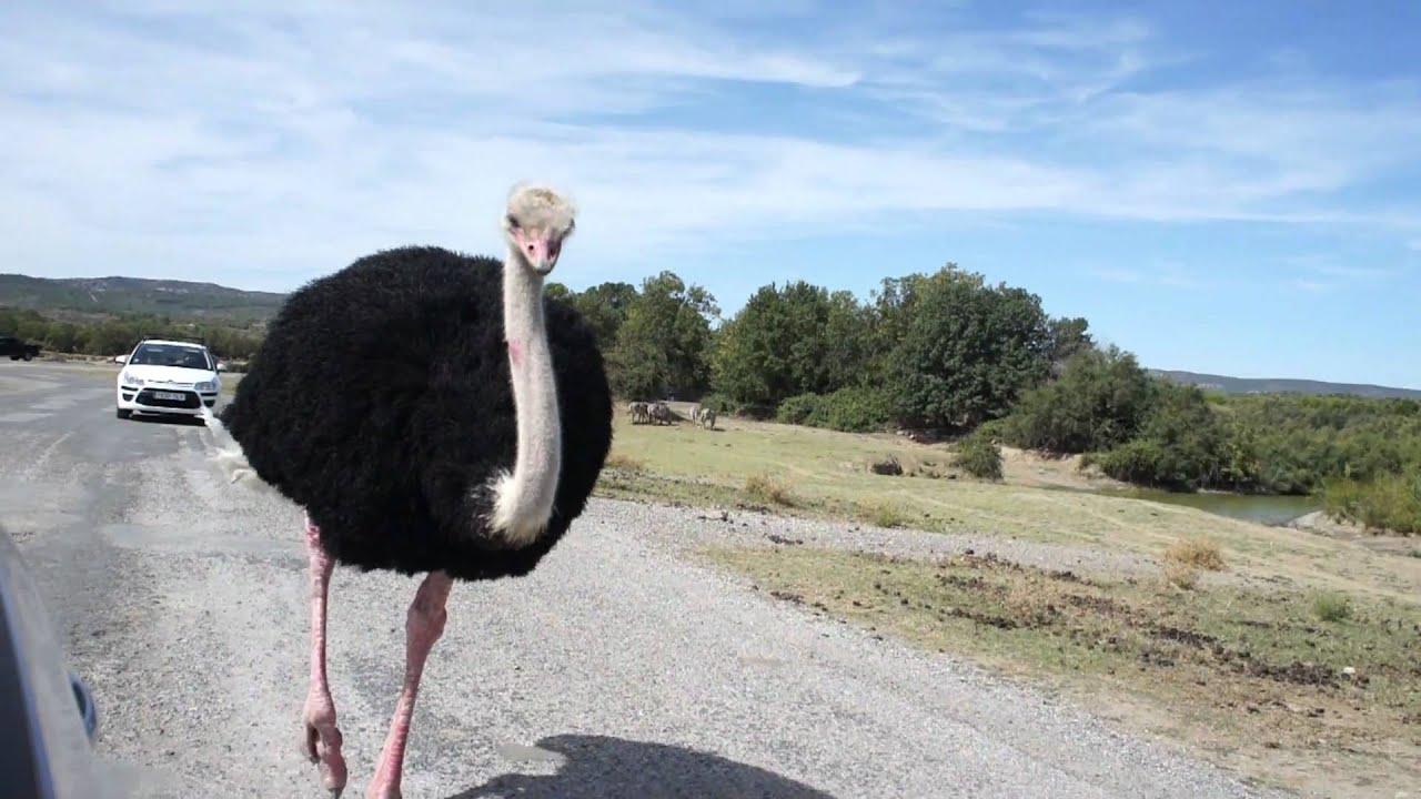 1280x720 Cute and Funny Ostrich Names