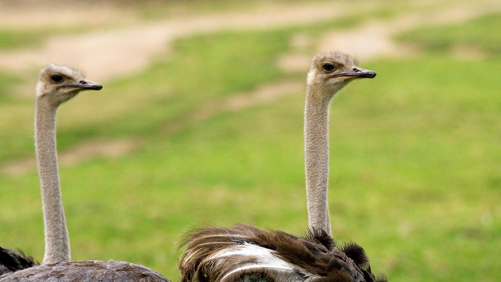 Funny Ostrich Wallpapers Top Free Funny Ostrich Backgrounds