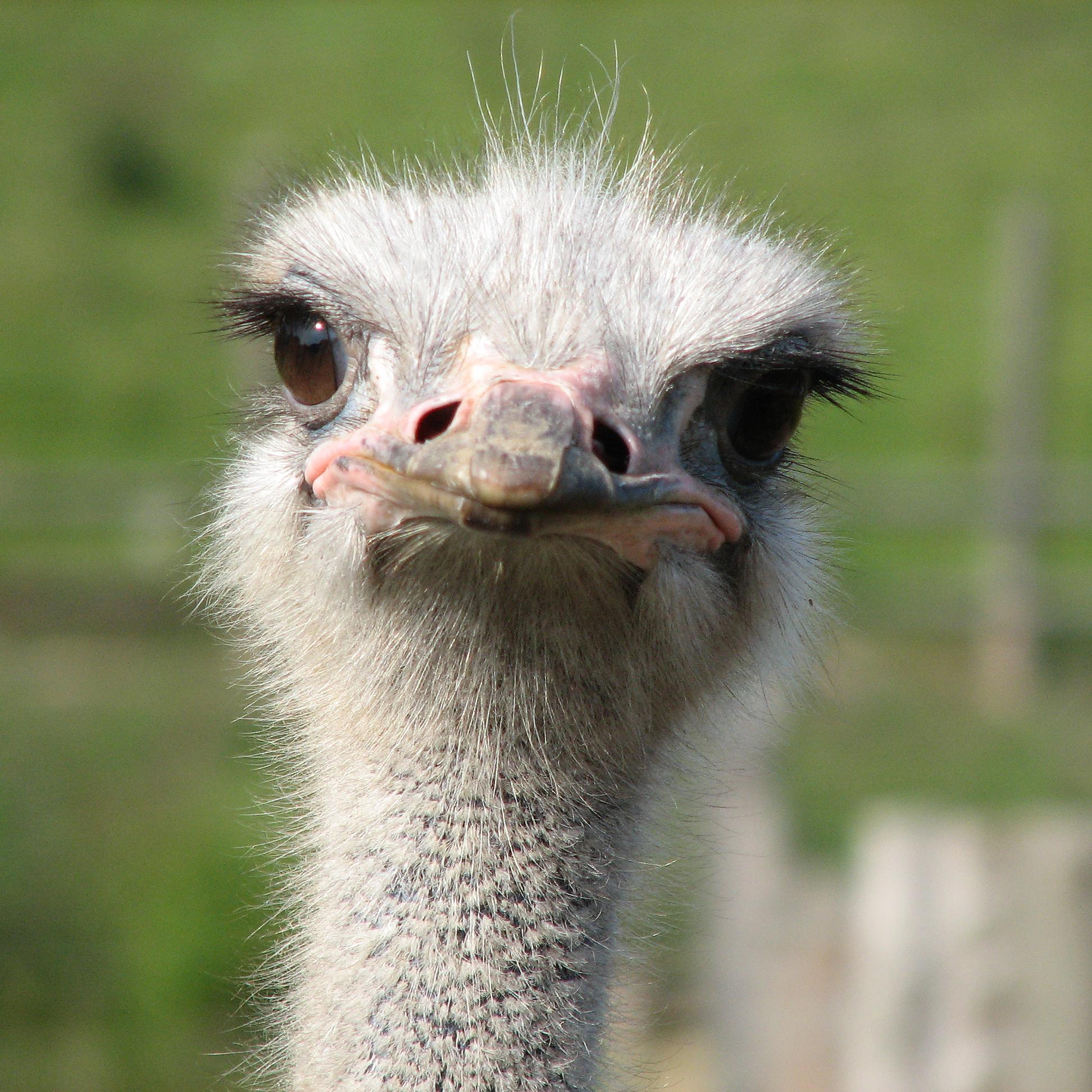 1944x1944 Ostrich wallpaper, Animal, HQ Ostrich pictureK Wallpaper 2019