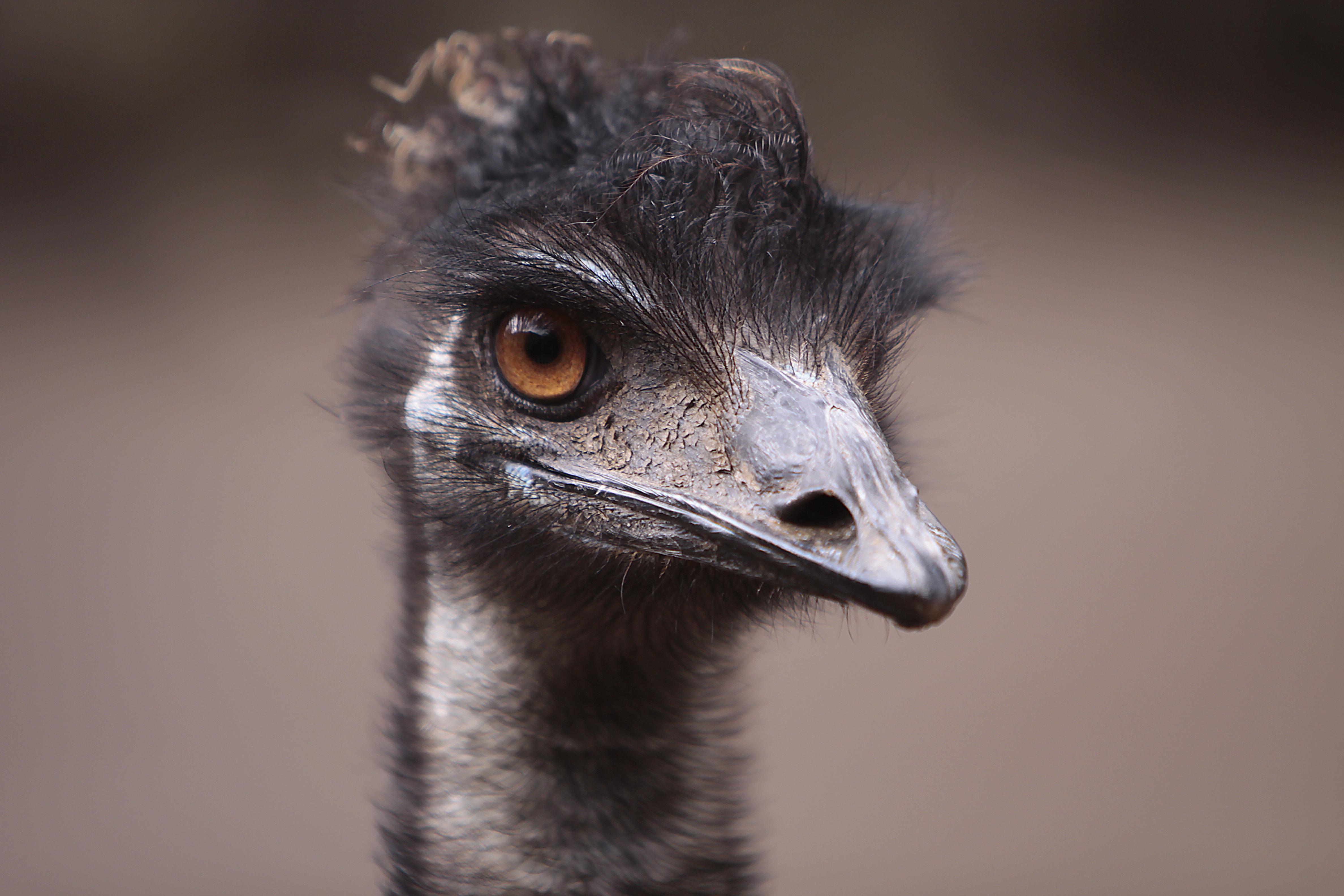 4752x3168 Brown Ostrich Head in Close Up Photography · Free