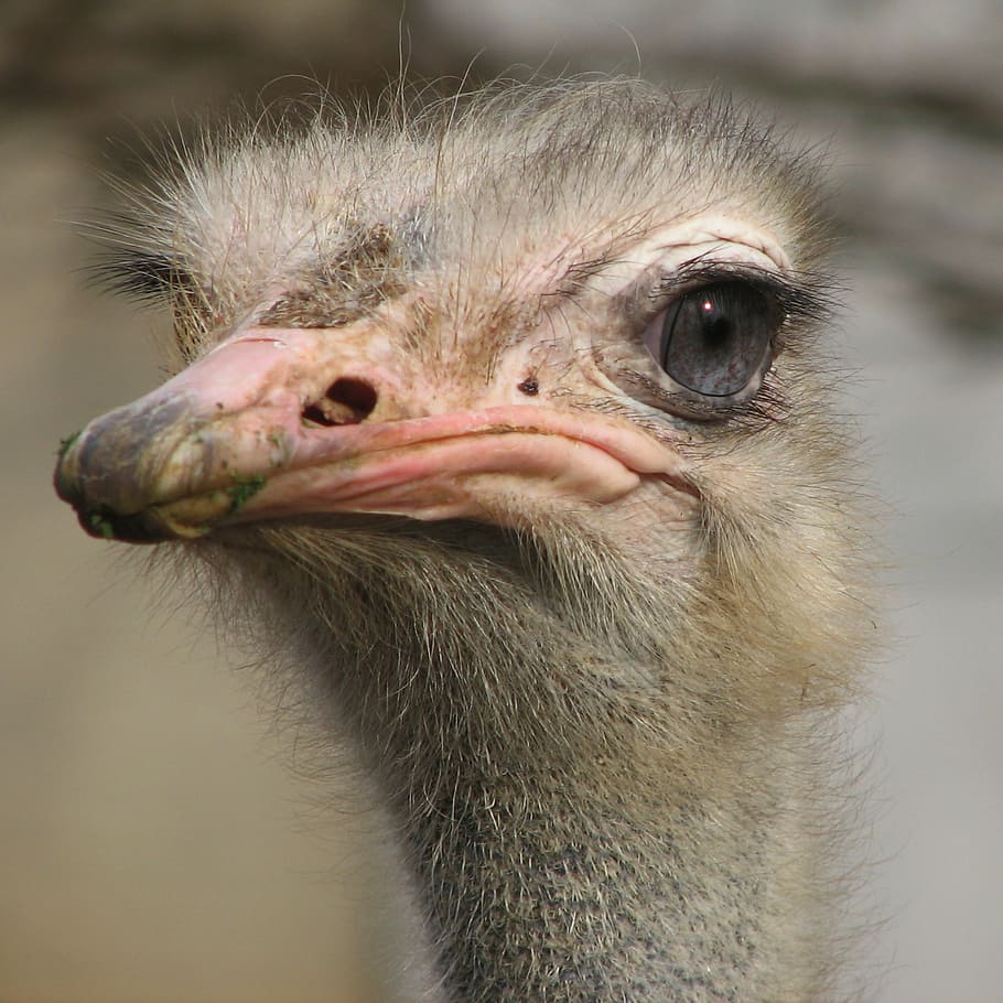 910x910 Bird, Animal, Ostrich, Creature, Large, Cute, Ostriches