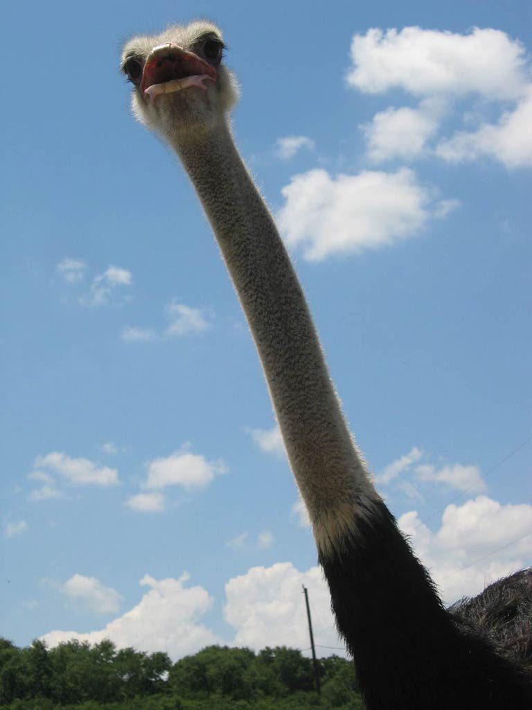768x1024 Ostrich Funny Image Quotes. QuotesGram