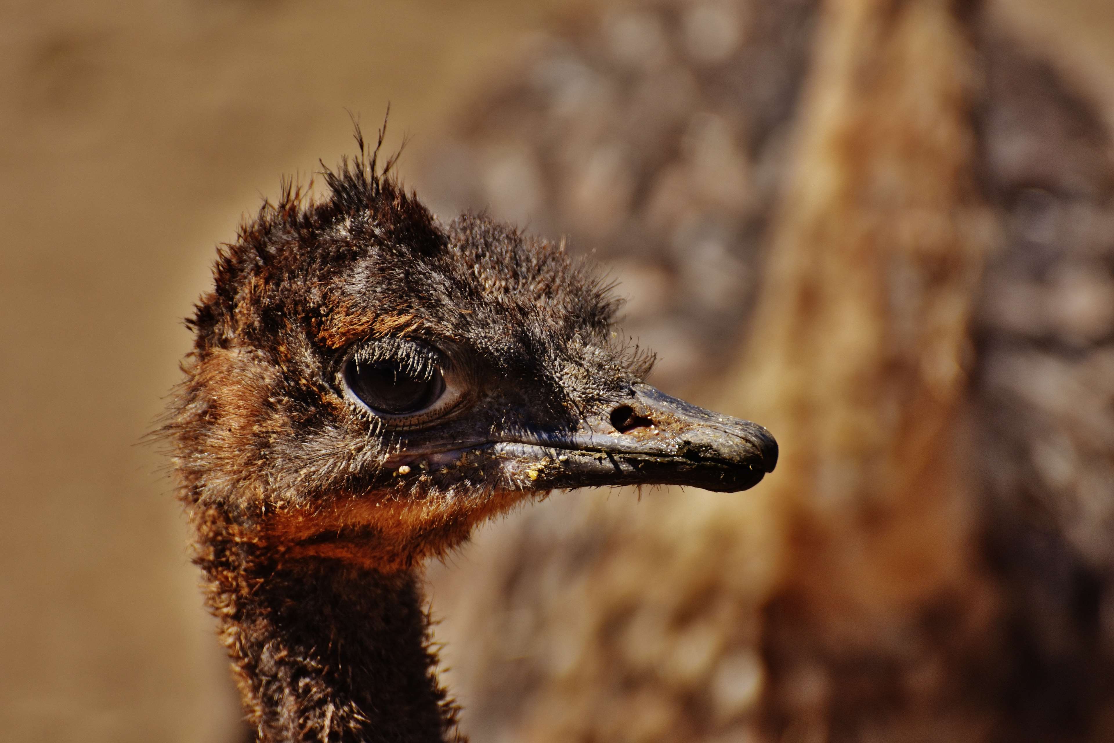 3840x2560 animal, bouquet, cute, funny, ostrich farm, sweet, wildlife photography, young animal 4k wallpaper