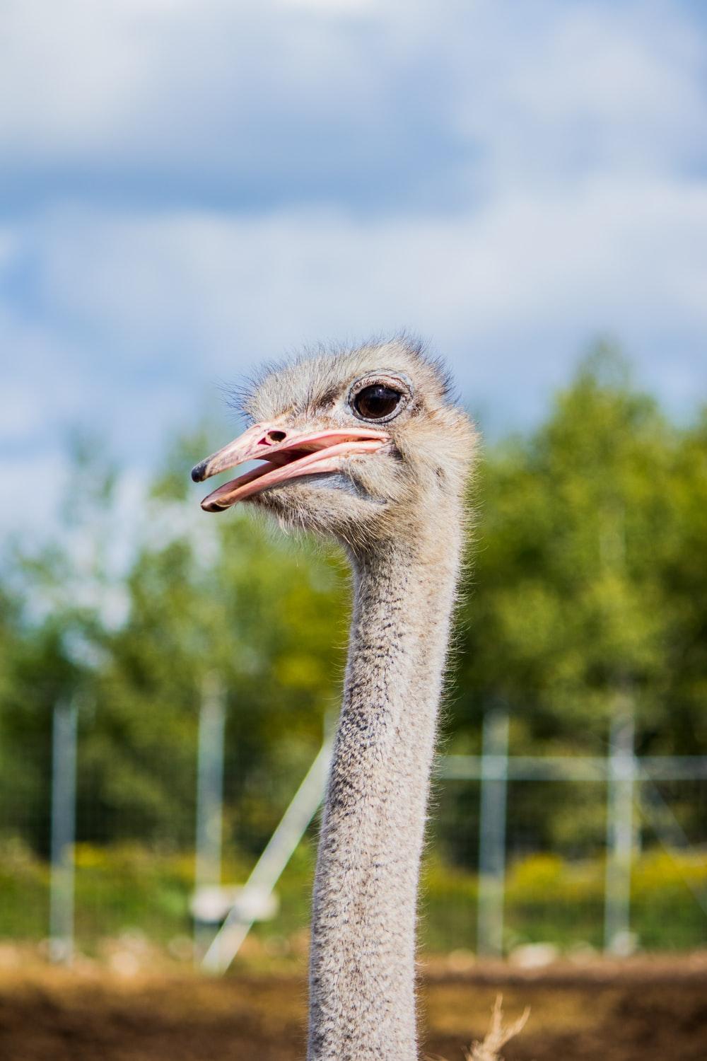 1000x1500 Ostrich Picture. Download Free Image