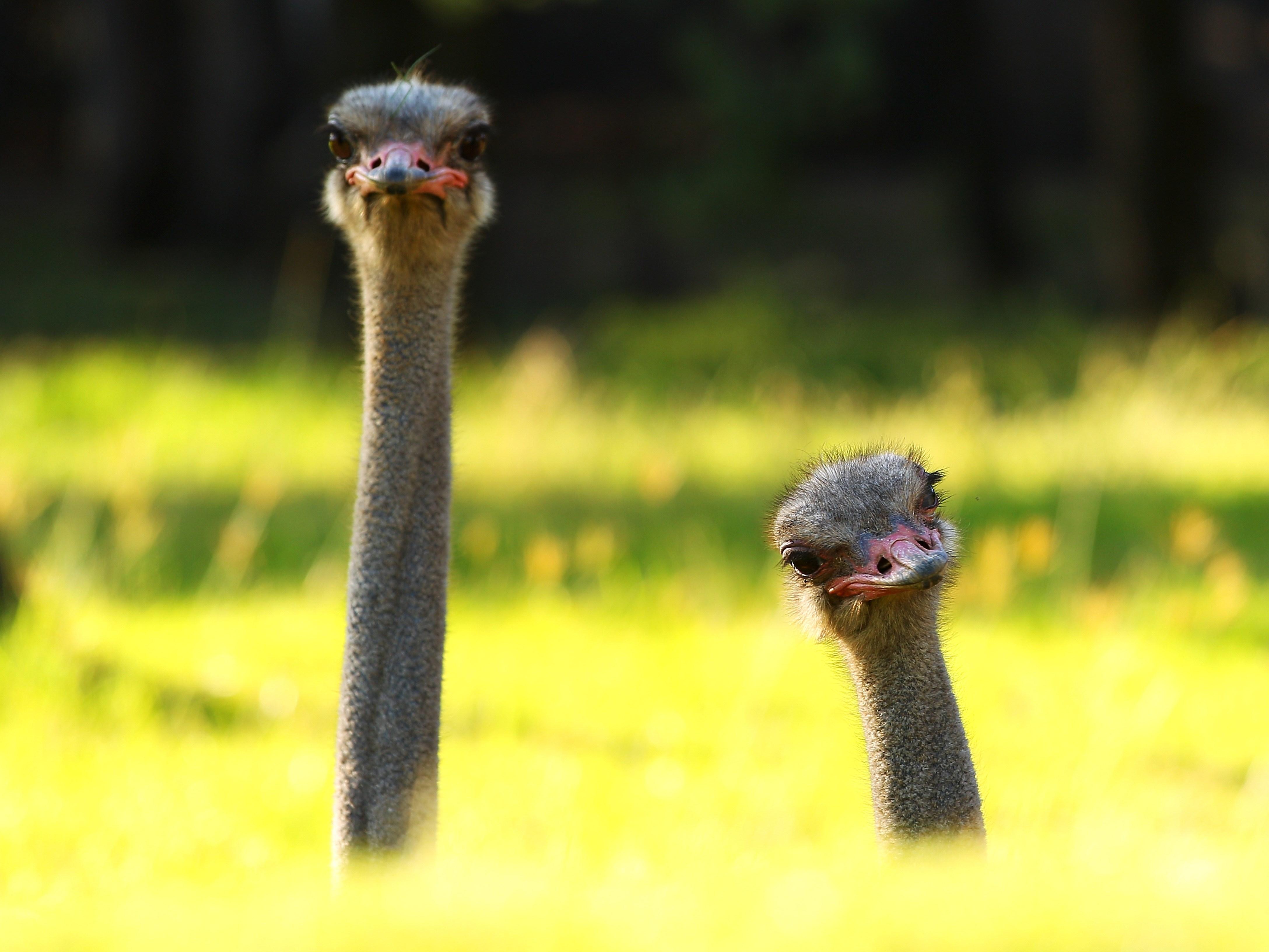 4352x3264 ostrich 4k ultra HD wallpaper High quality walls